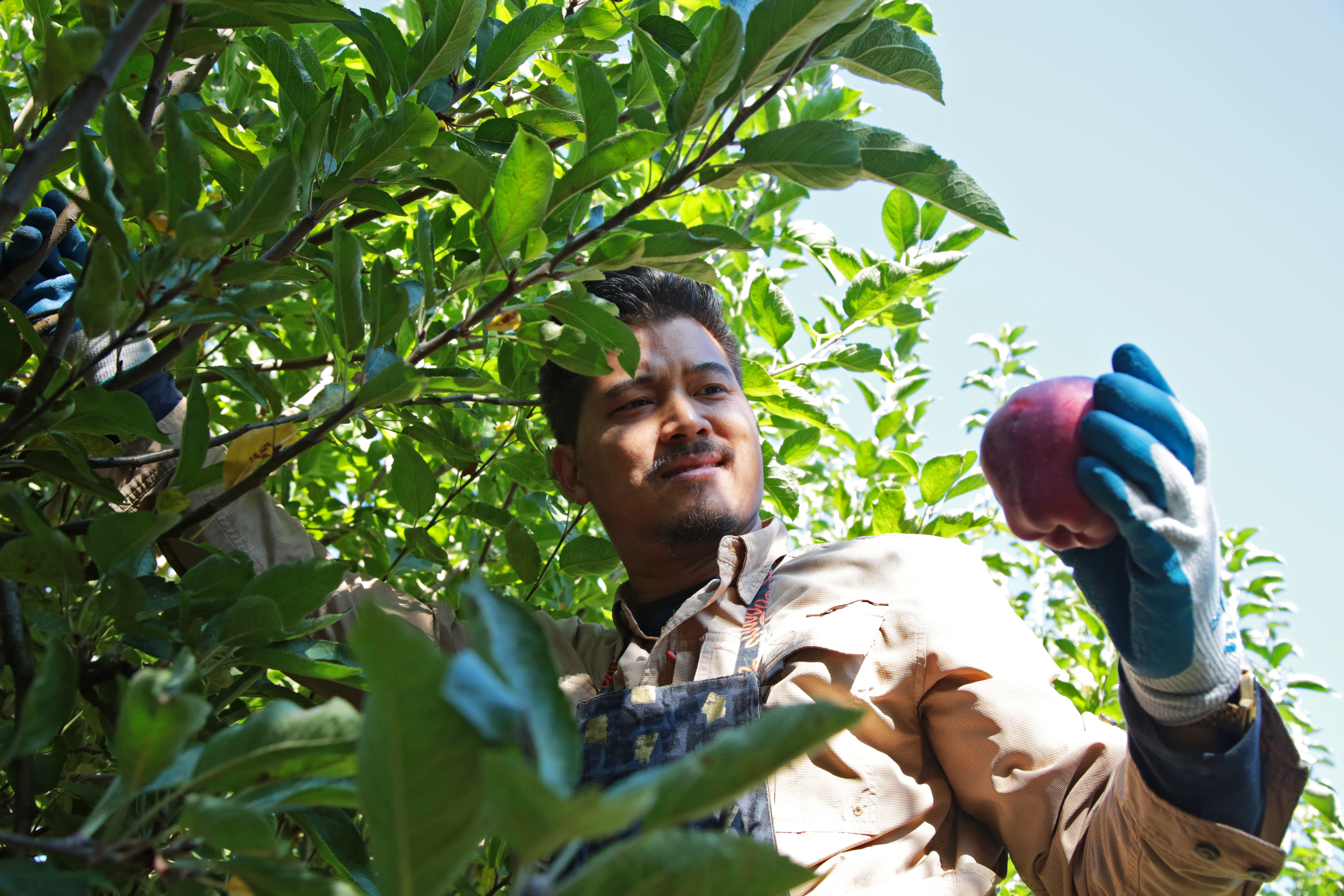 Portland Fruit Tree Project - oregonlive.com
