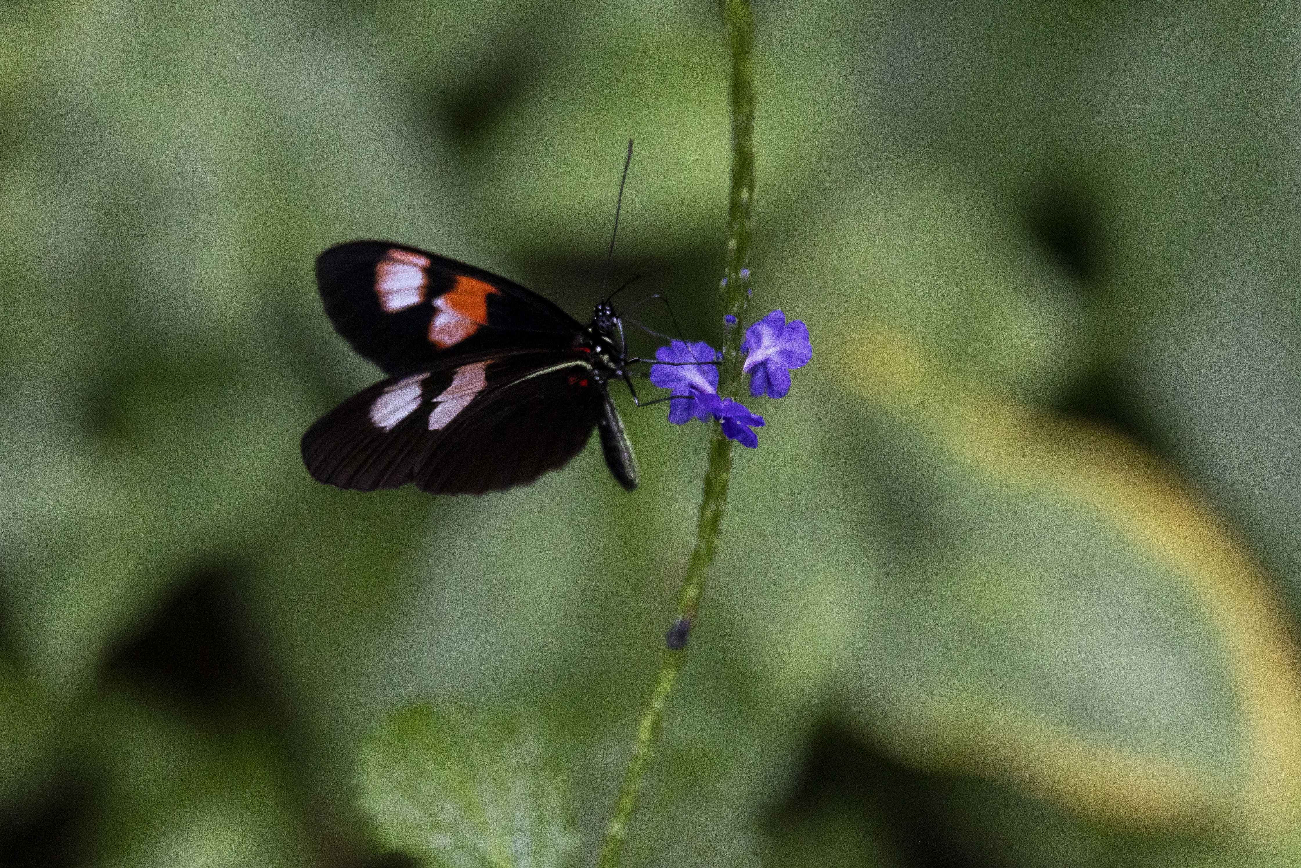Thousands of tropical butterflies unveil elegance, beauty at Meijer ...