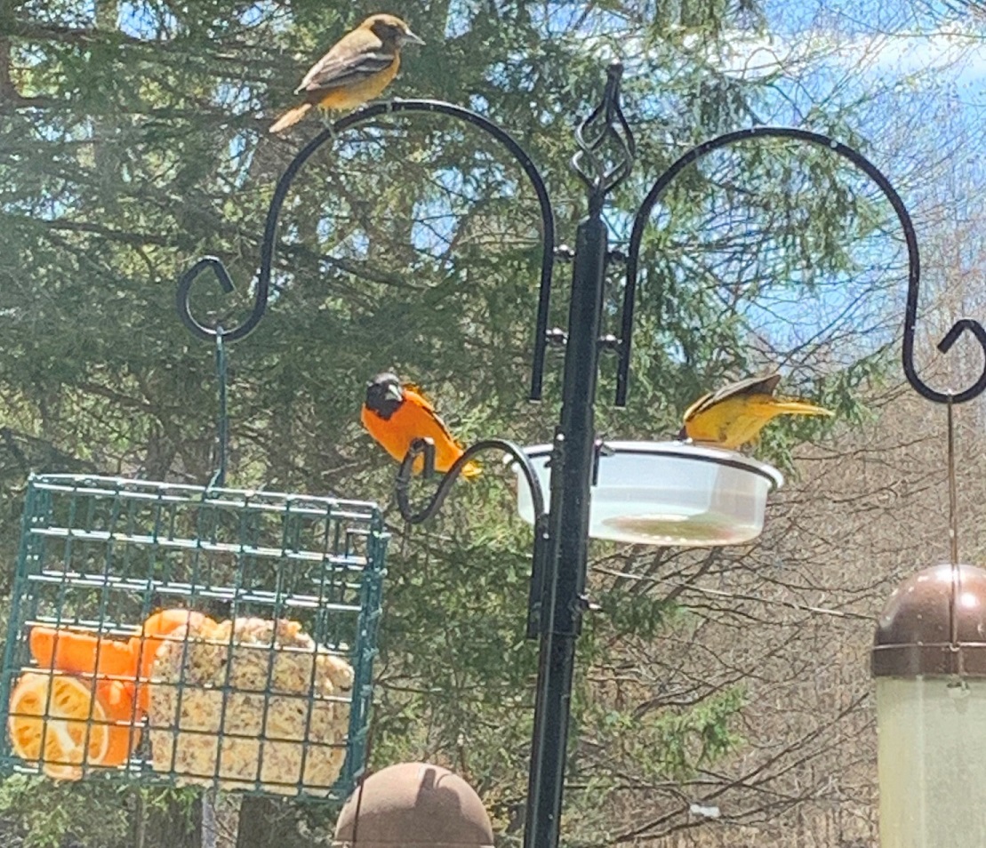 Attracting Baltimore orioles: Put a piece of orange and some jelly on your  bird feeder 