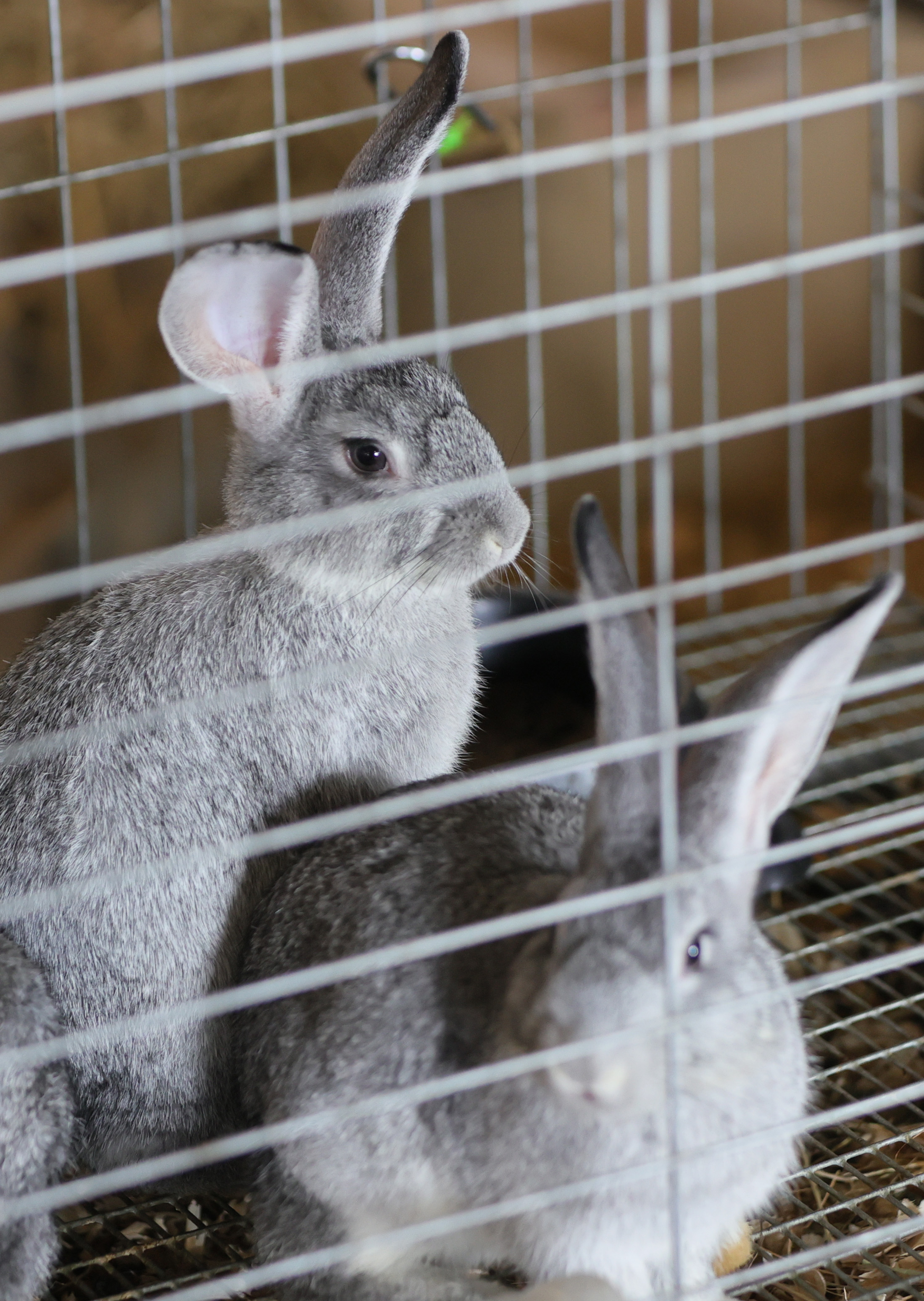 The 127th annual Cuyahoga County Fair, August 9, 2024 - cleveland.com