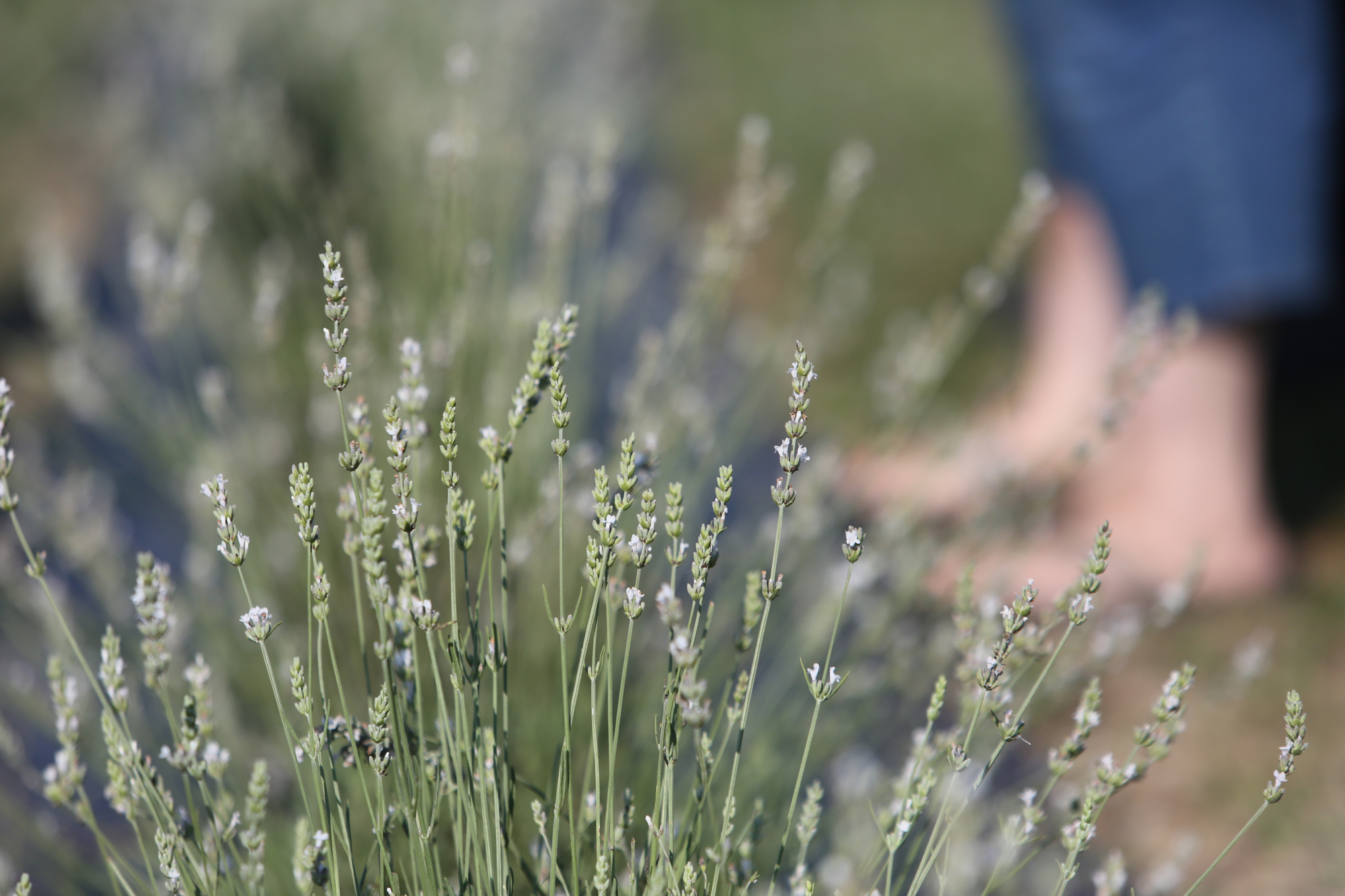 Lavender Trails Farm in Orrville