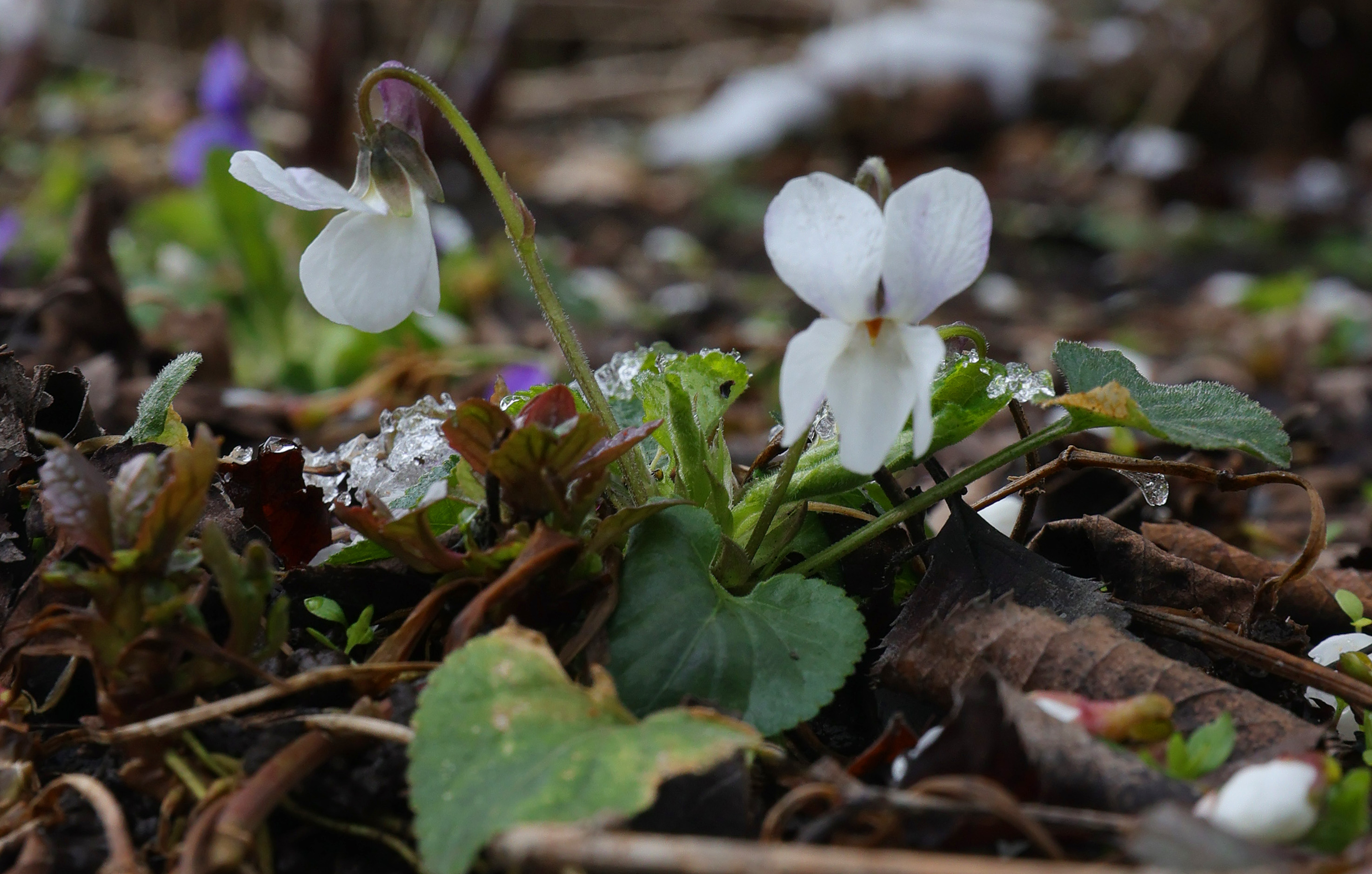 Spring blooms in northeast Ohio, March 19, 2024 - cleveland.com