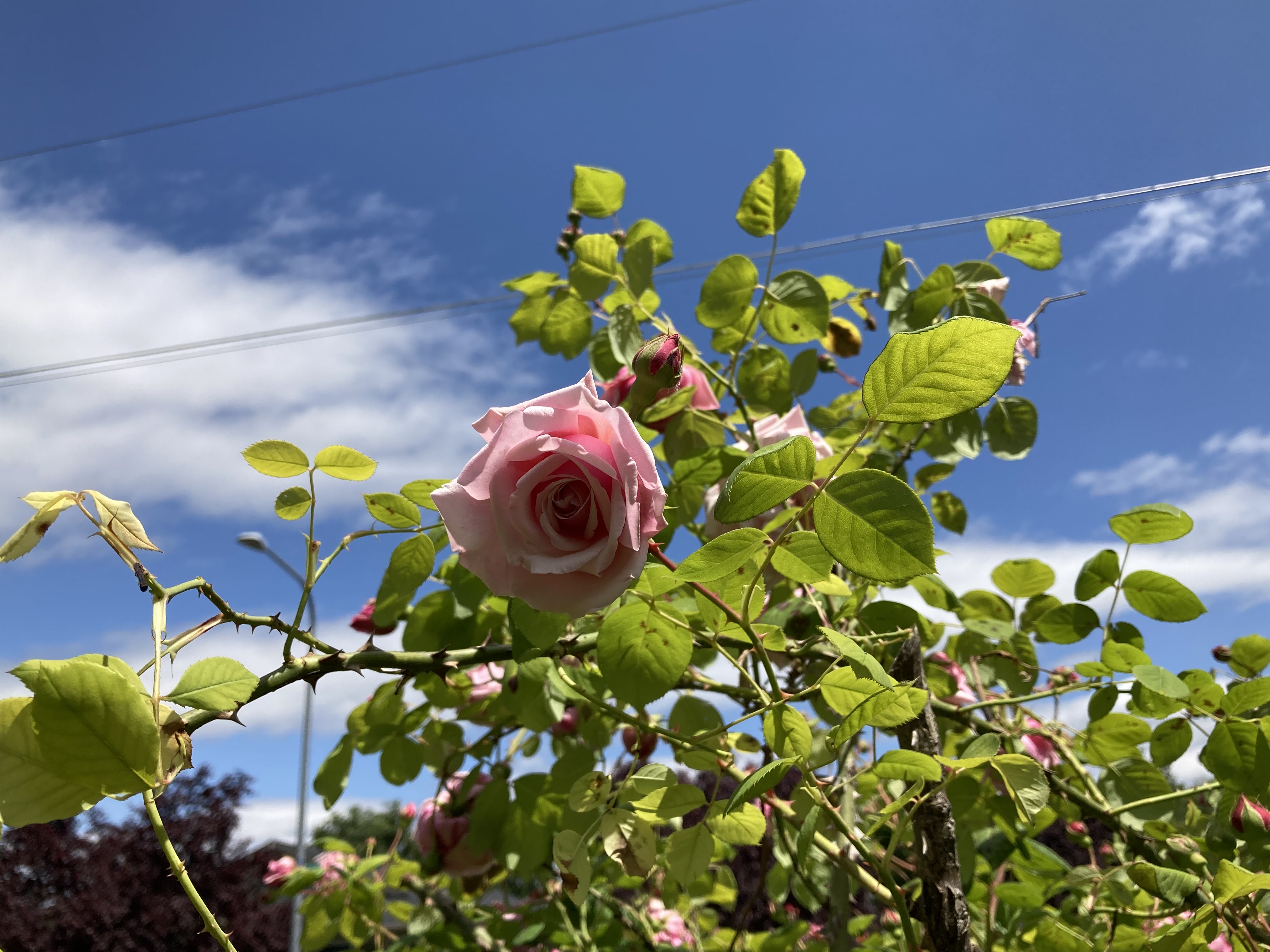 (極レア美品CD) RosenFeld ...In The Garden Francis Rosenfeld: THE GARDEN