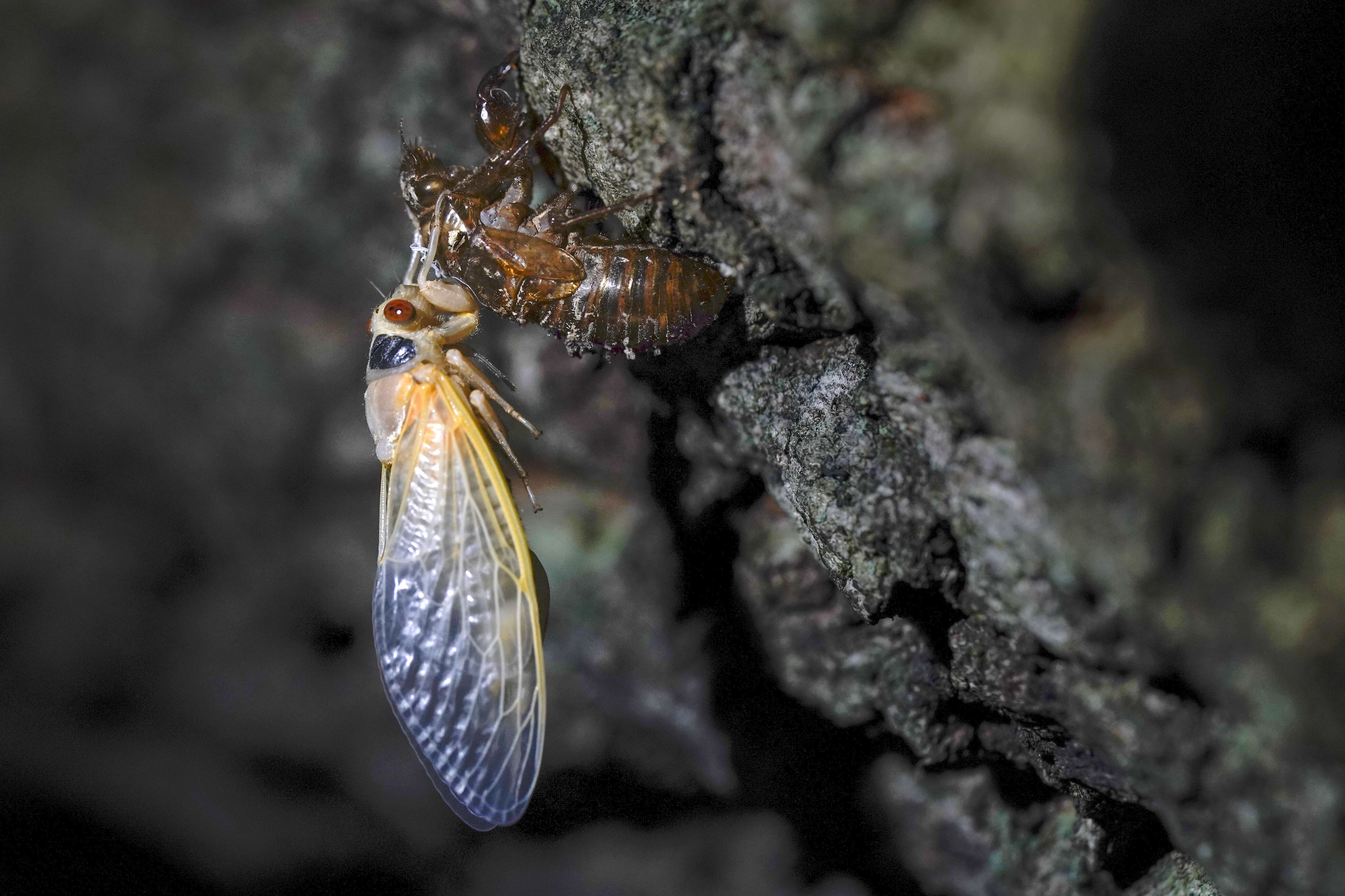 Want To Eat A Cicada These N J High School Students Are Going To Do Just That Nj Com