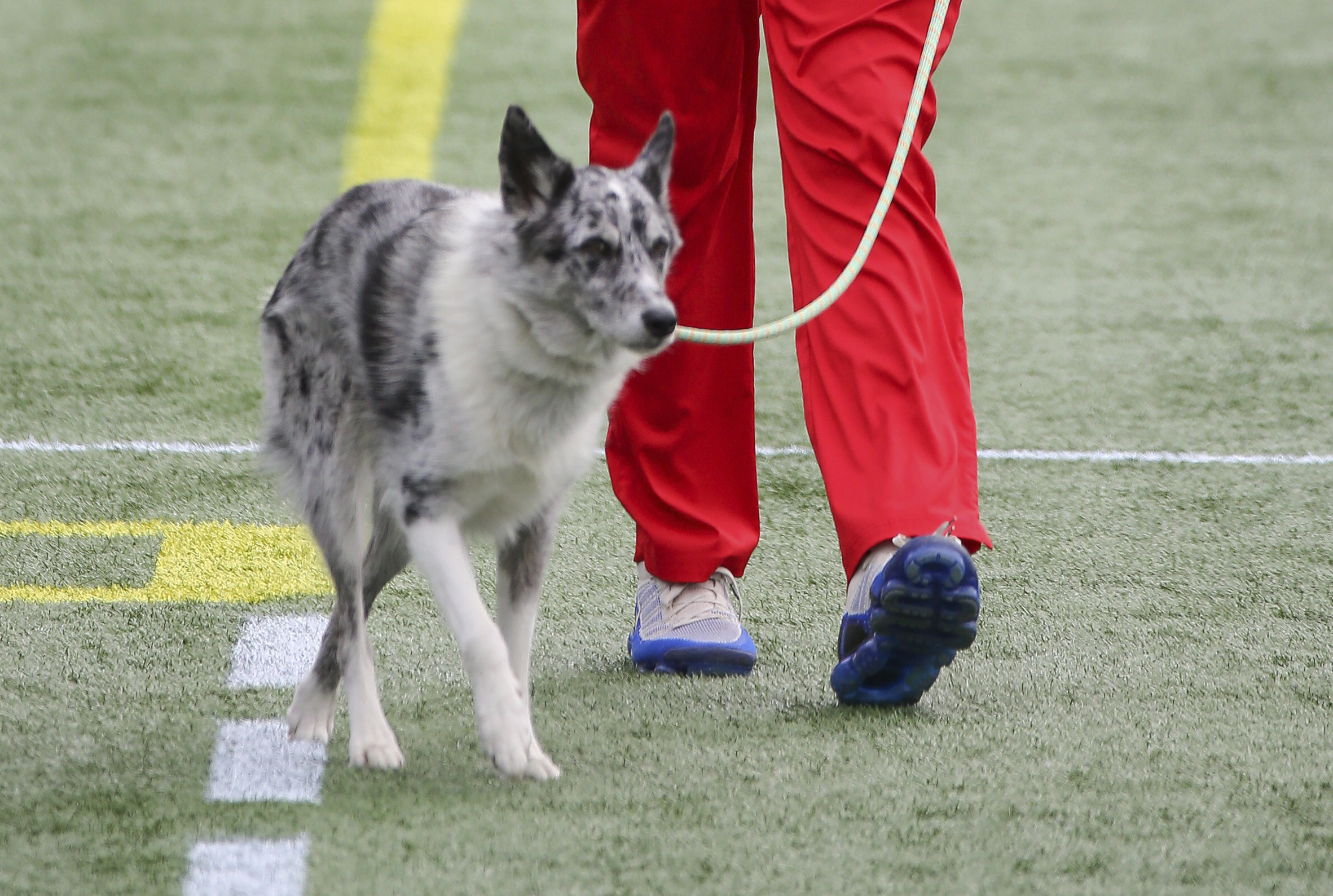 patriots dog