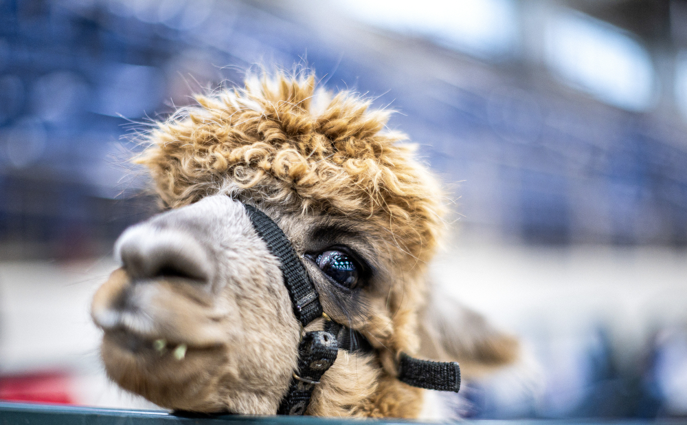 15 Swoon-Worthy Pictures That Could Make Alpacas Your New Favorite Animal –  InspireMore