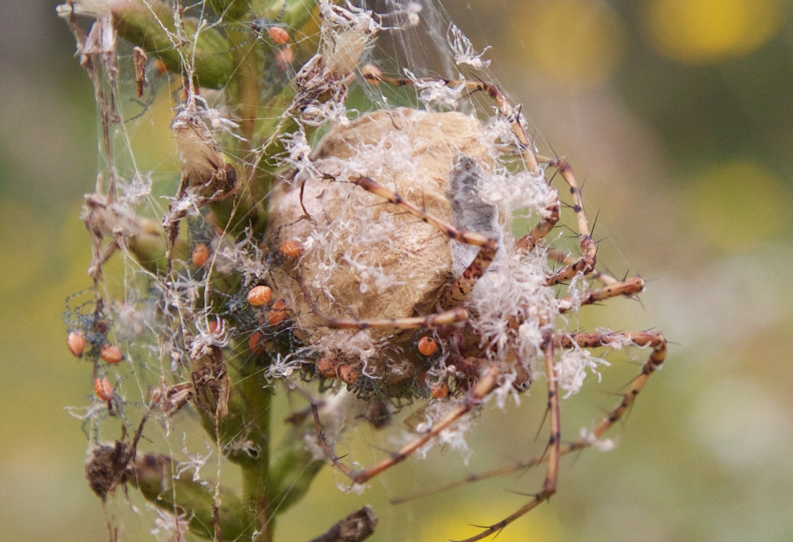 Halloween: Alabama’s venom-spitting, blood-sucking spider moms 