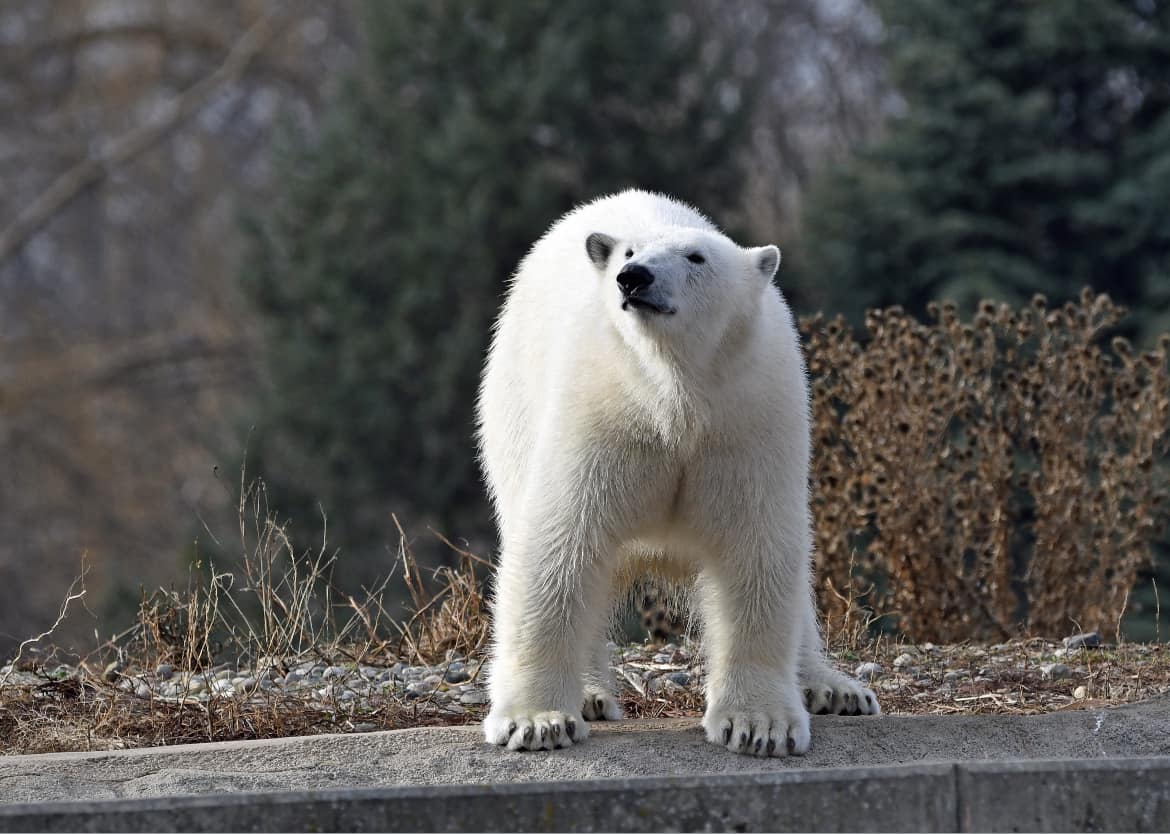 Gaylord Group Tricked To Think Polar Bears Were Spotted In MI