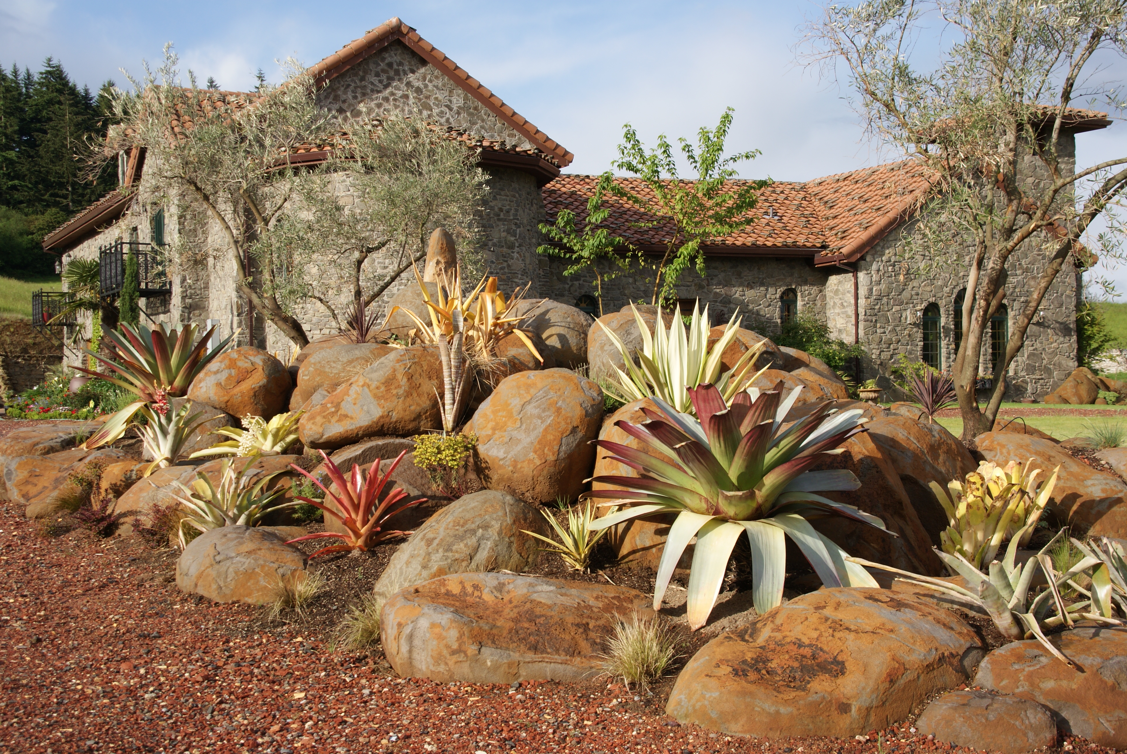 Bromeliads are moving outdoors. Here's to help the tropical plants
