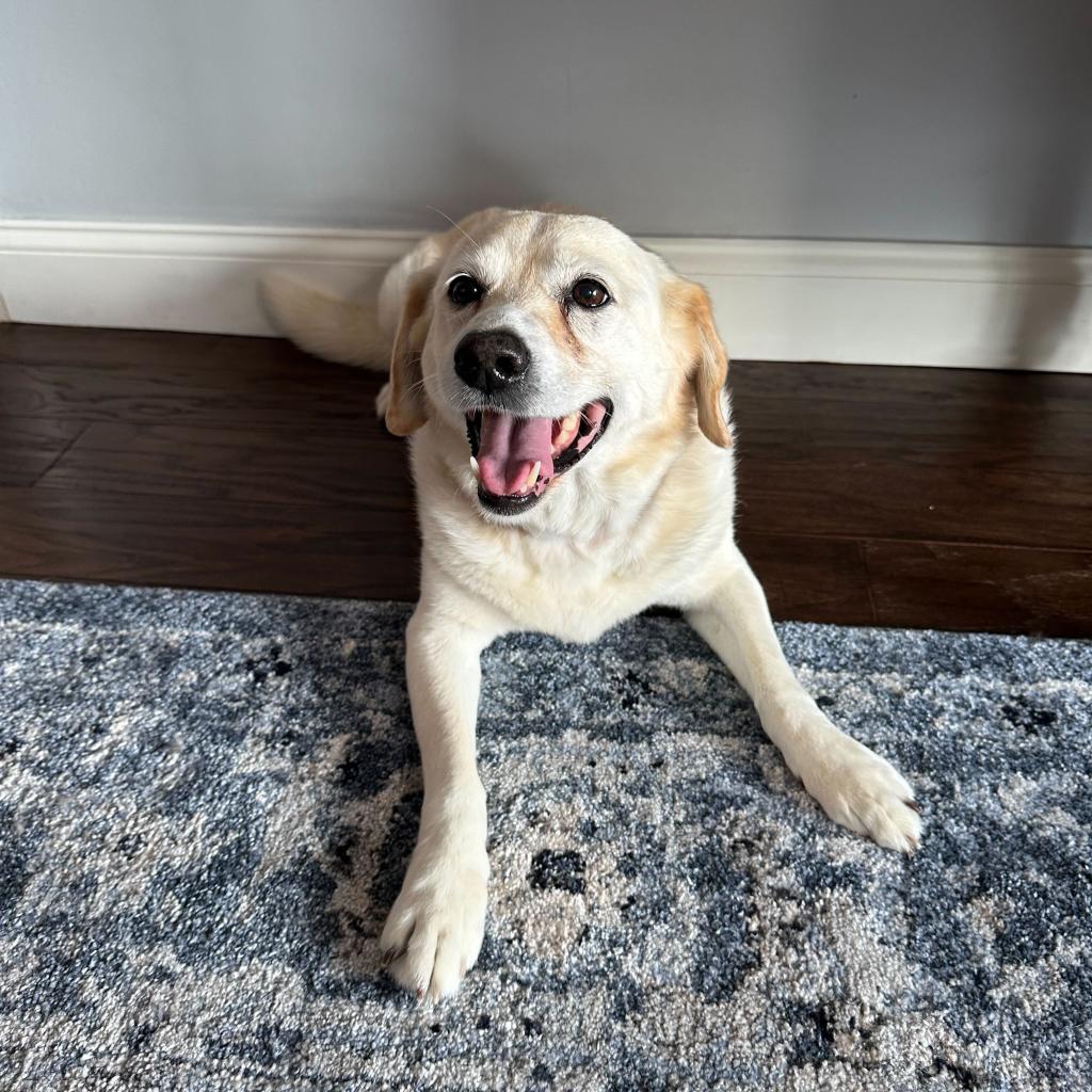 Labrador Spitz Spotlight on those hanging for too long. - silive.com