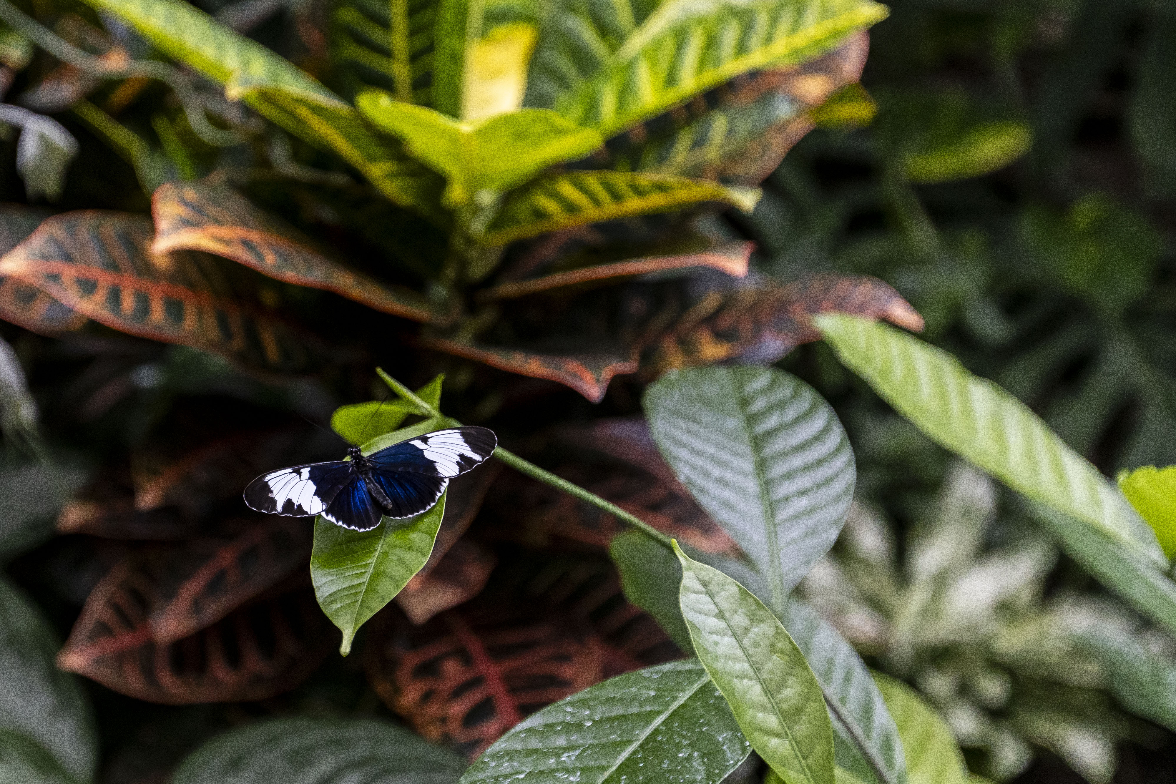 Thousands of tropical butterflies unveil elegance, beauty at Meijer ...