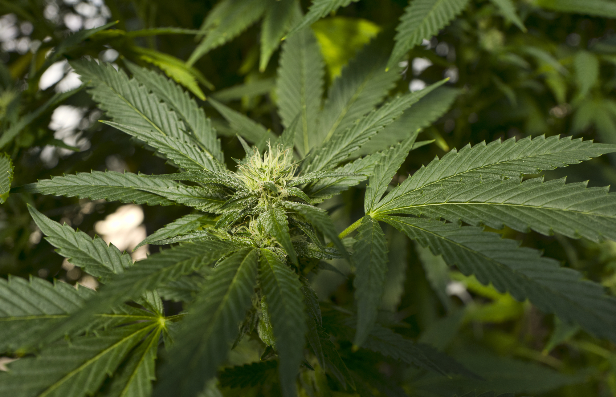 Cannabis In Massachusetts Masslive Com Masslive Com