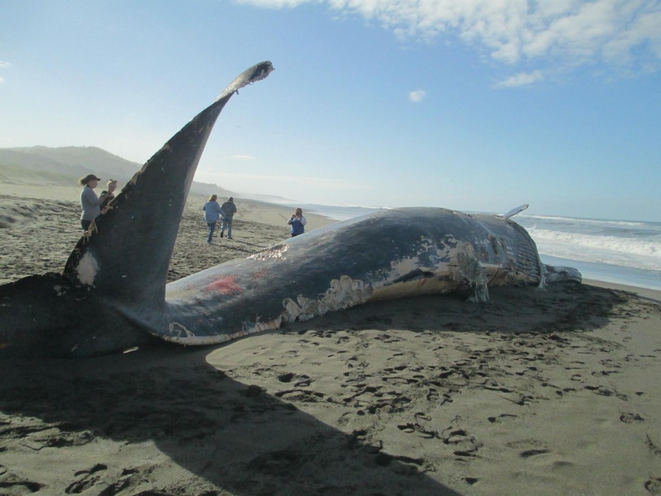 An expert explains what's next for washed-up whale on Oregon Coast - OPB