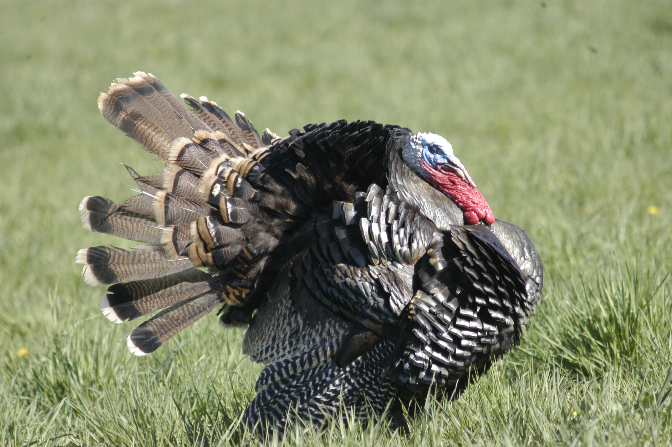 if-you-see-a-turkey-pennsylvania-game-commission-wants-to-know