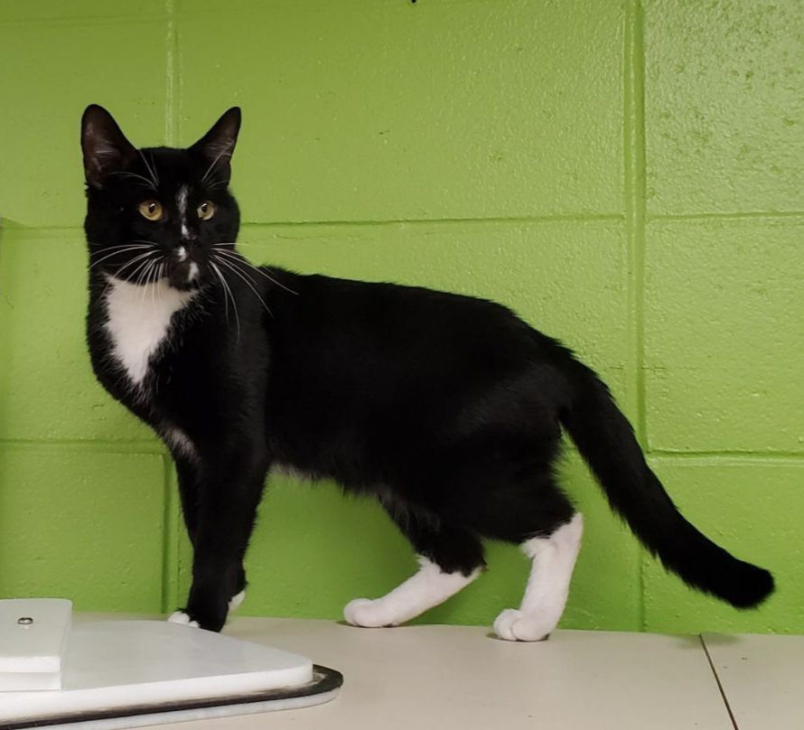 N.J. pets in need Sept. 26, 2022