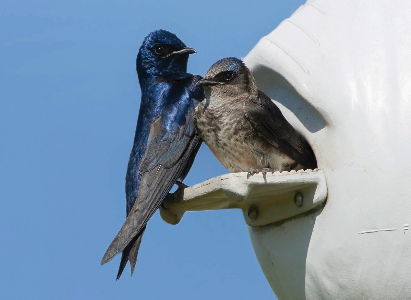 Purple martin colony in Escanaba - mlive.com