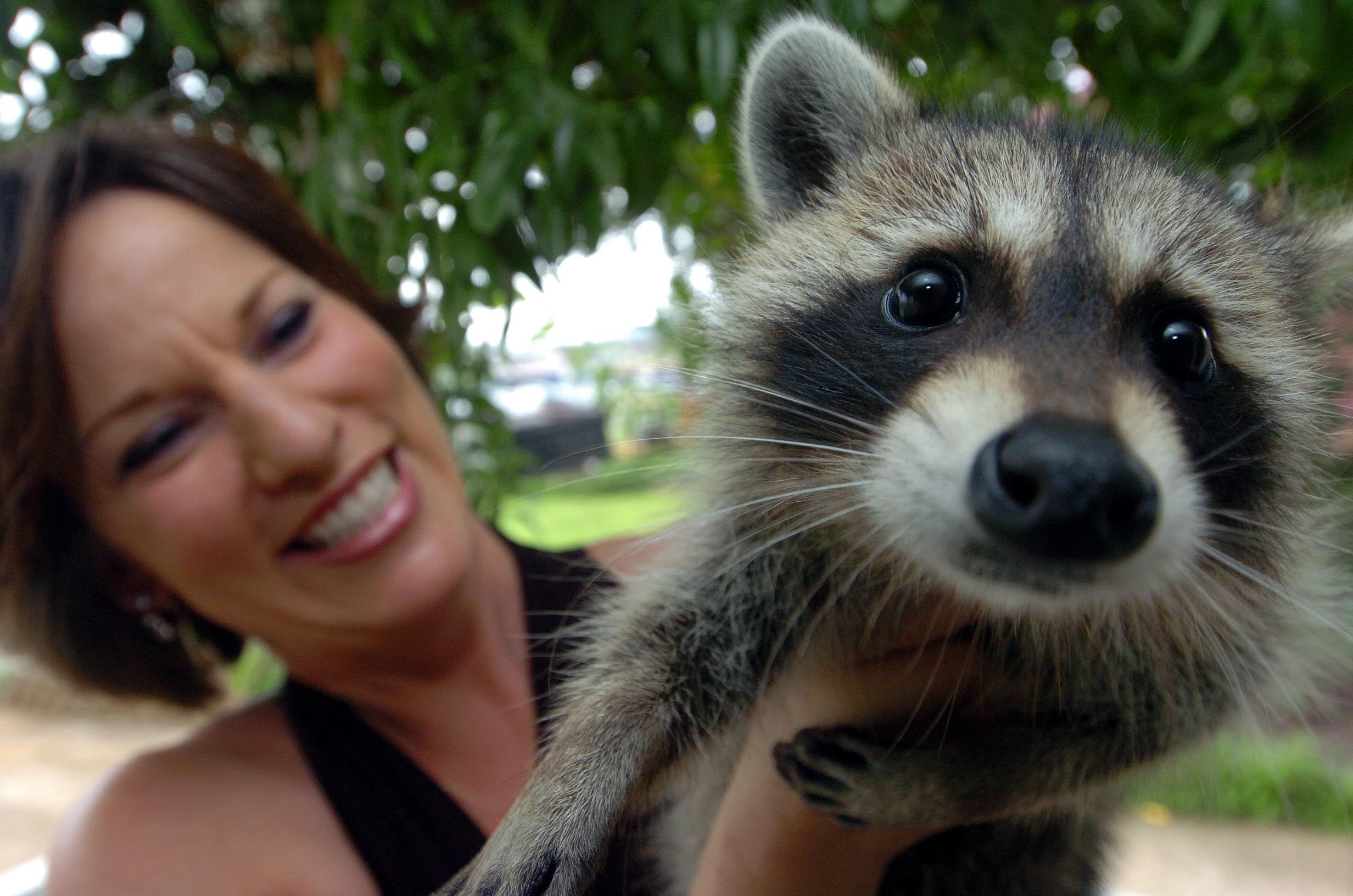 Raccoons in the United States - oregonlive.com