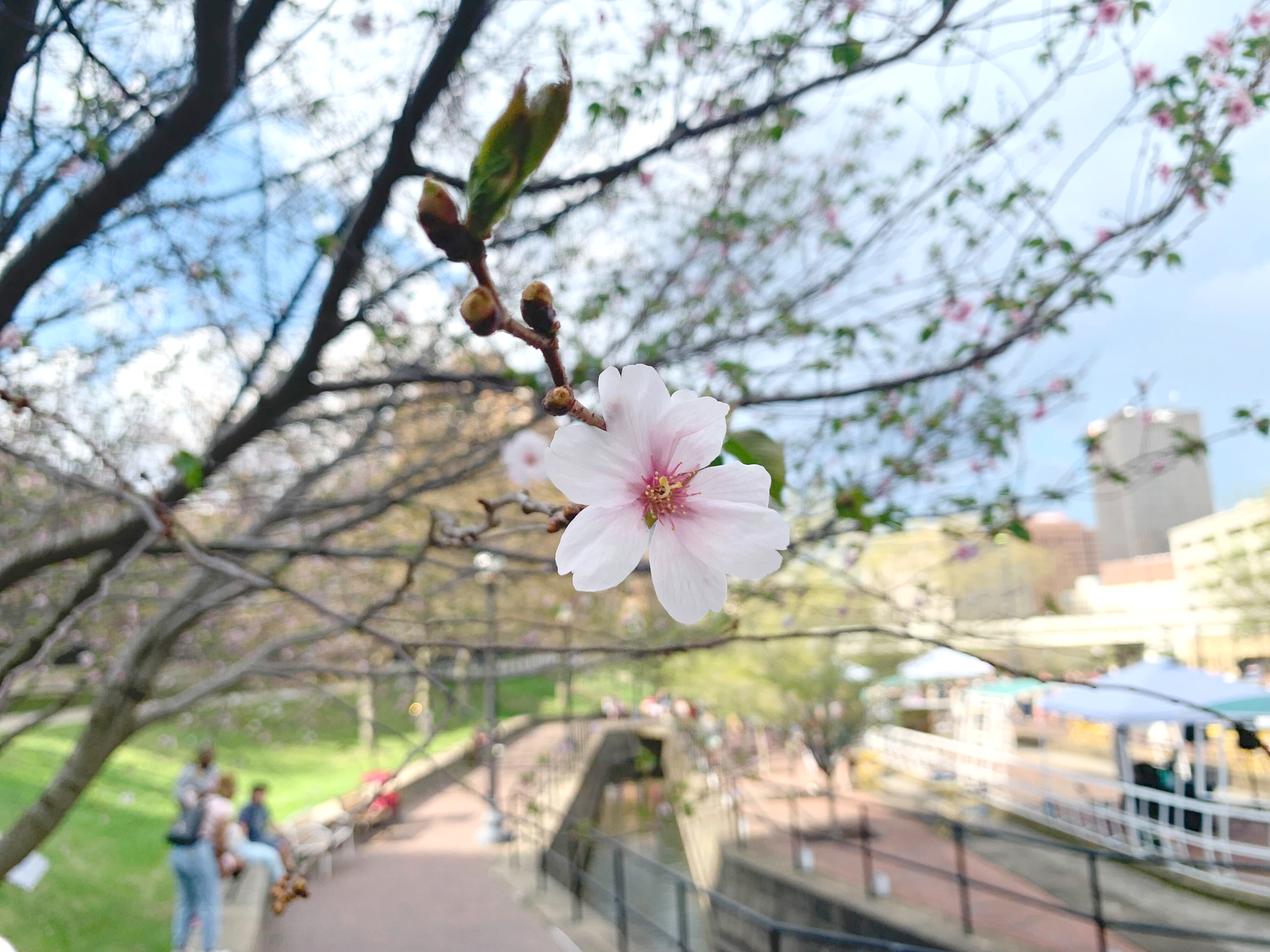 How you can see cherry blossom trees at Downtown Akron Sakura