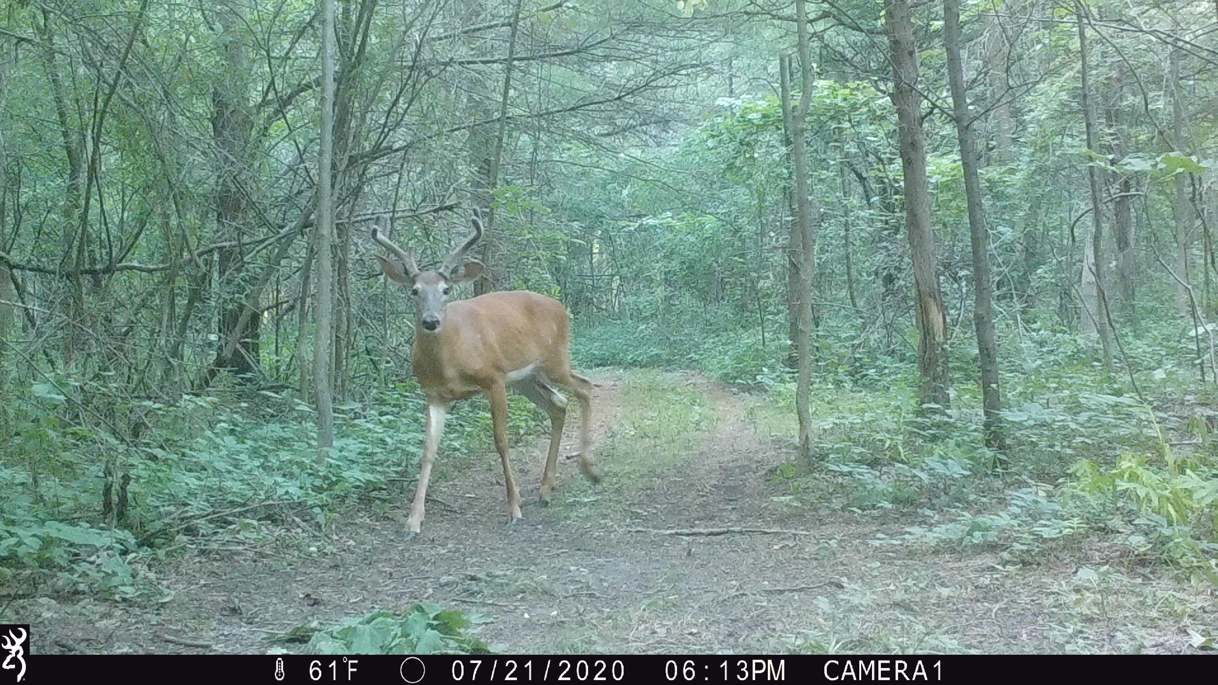 2020 trail cameras