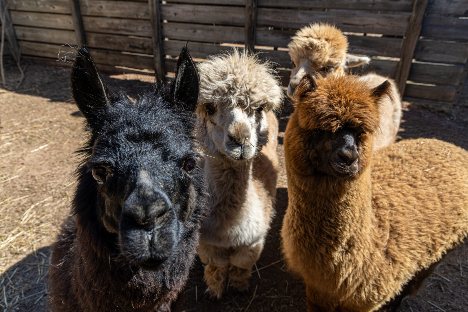 Sweet, friendly alpaca ladies find home at this zoo near Michigan