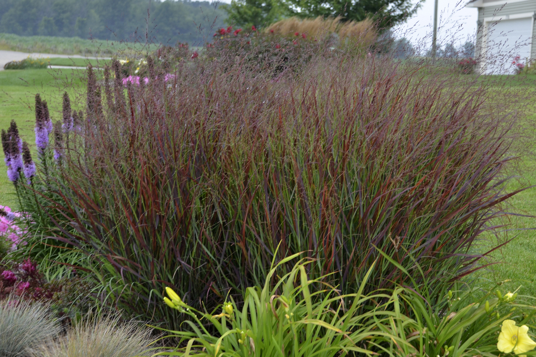 Image of Karl Foerster grass with ornamental kale