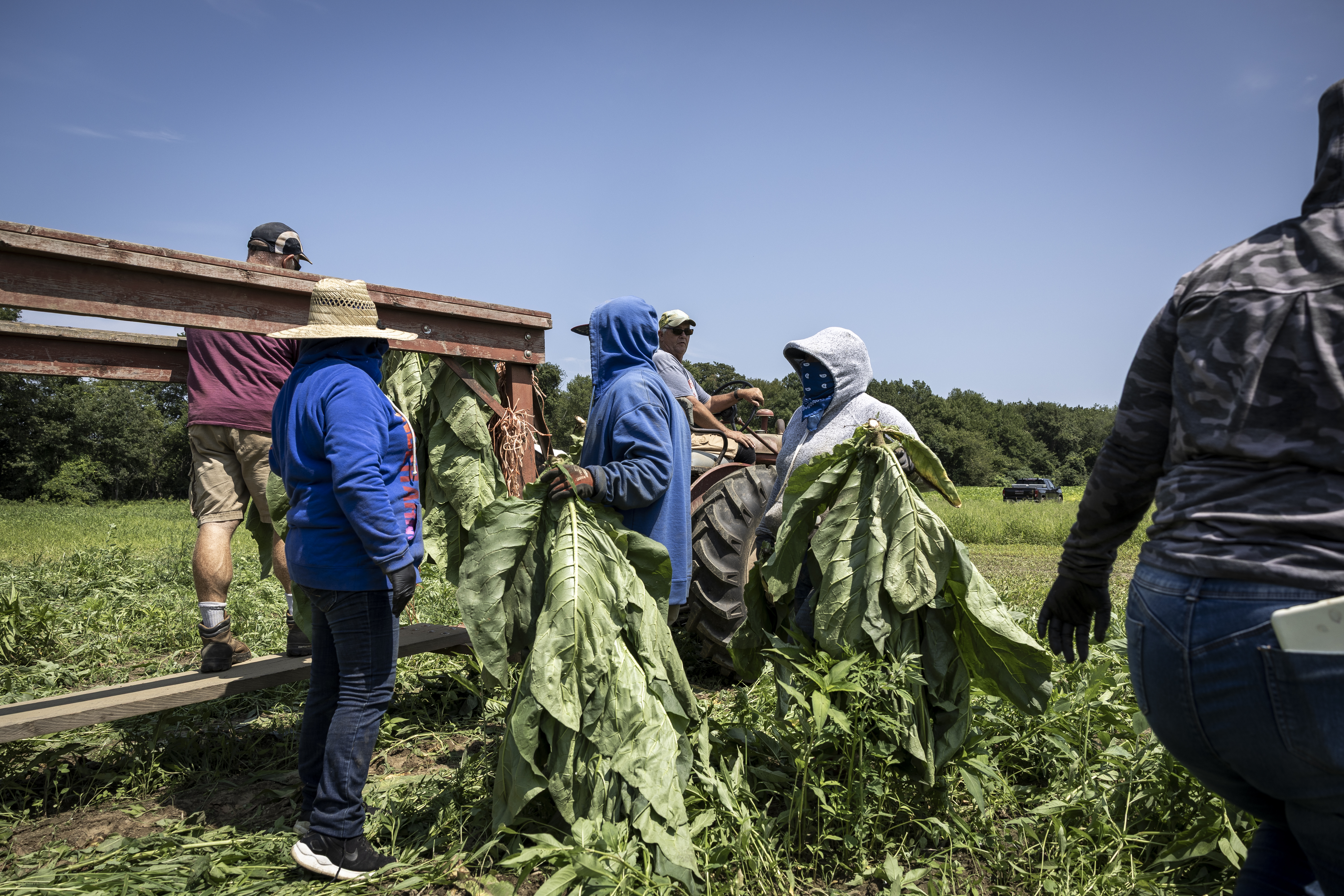 Bill would keep teens out of tobacco fields, once a popular summer job