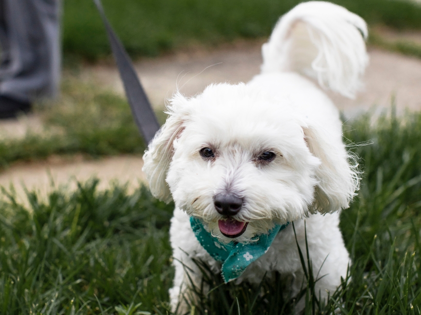 kelly's pet grooming