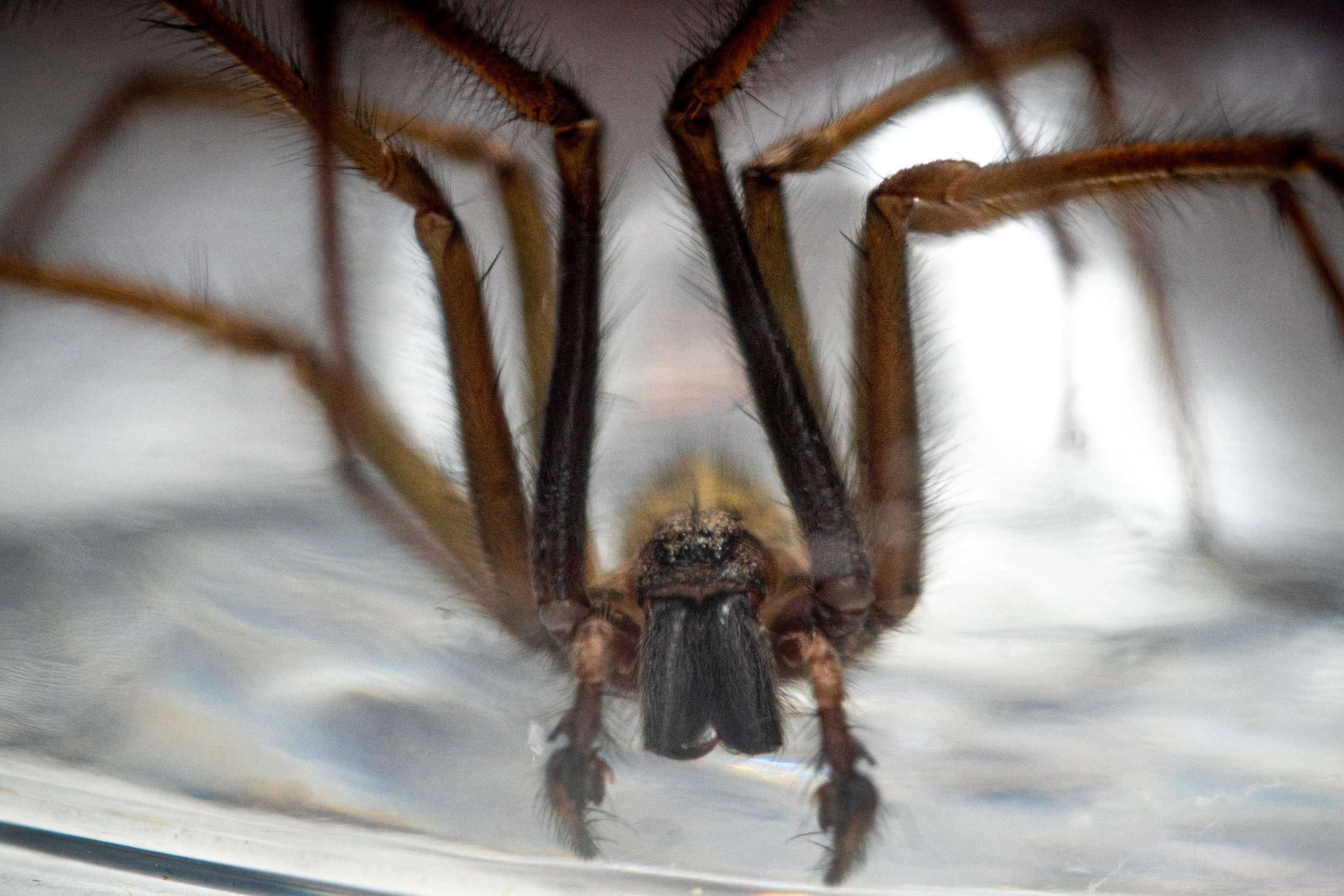 Oregon giant house spider - oregonlive.com