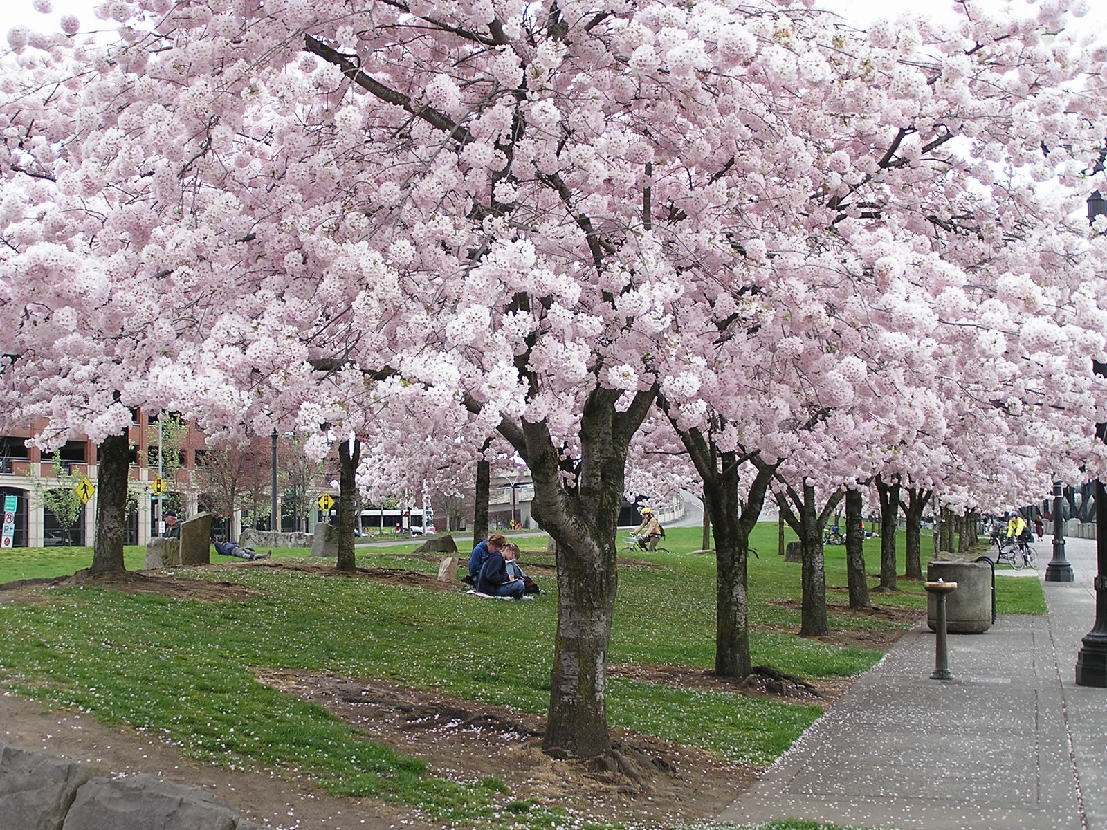 Portland cherry blossoms - oregonlive.com