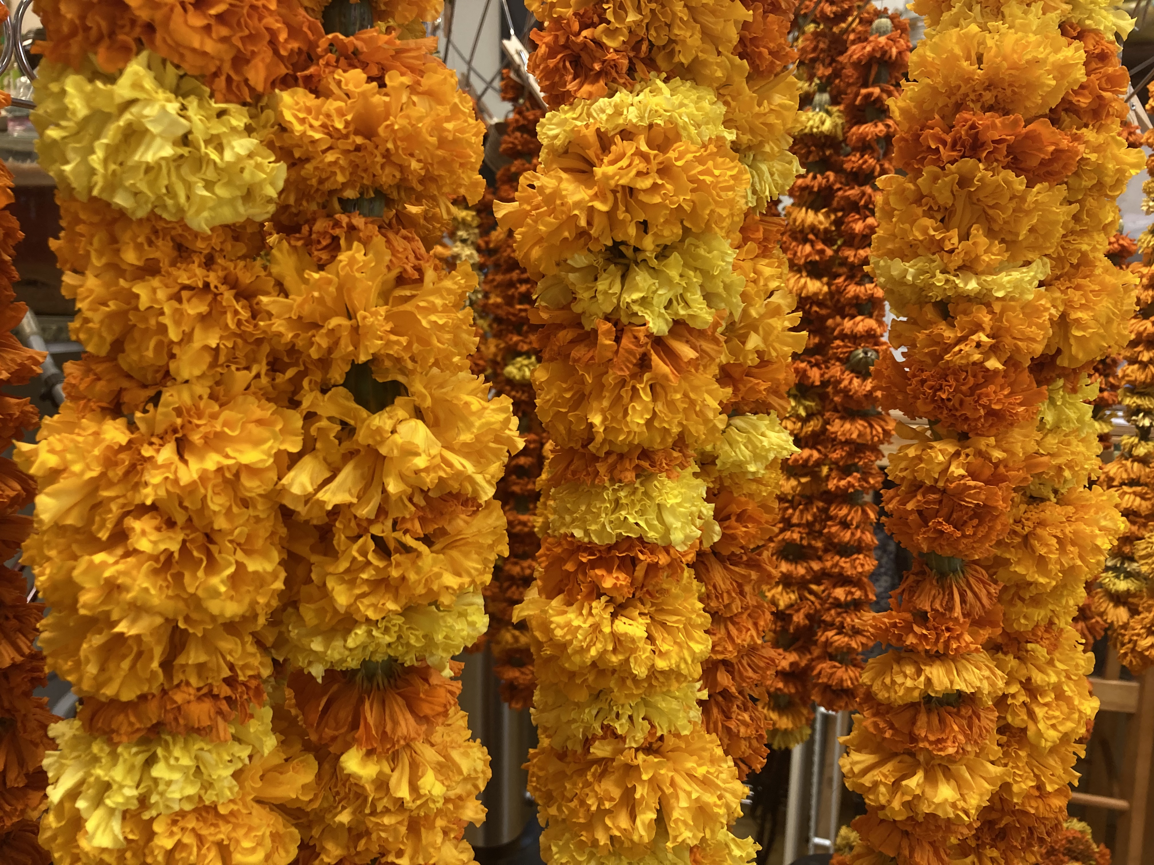 Uber Herbal's organic marigold field - oregonlive.com