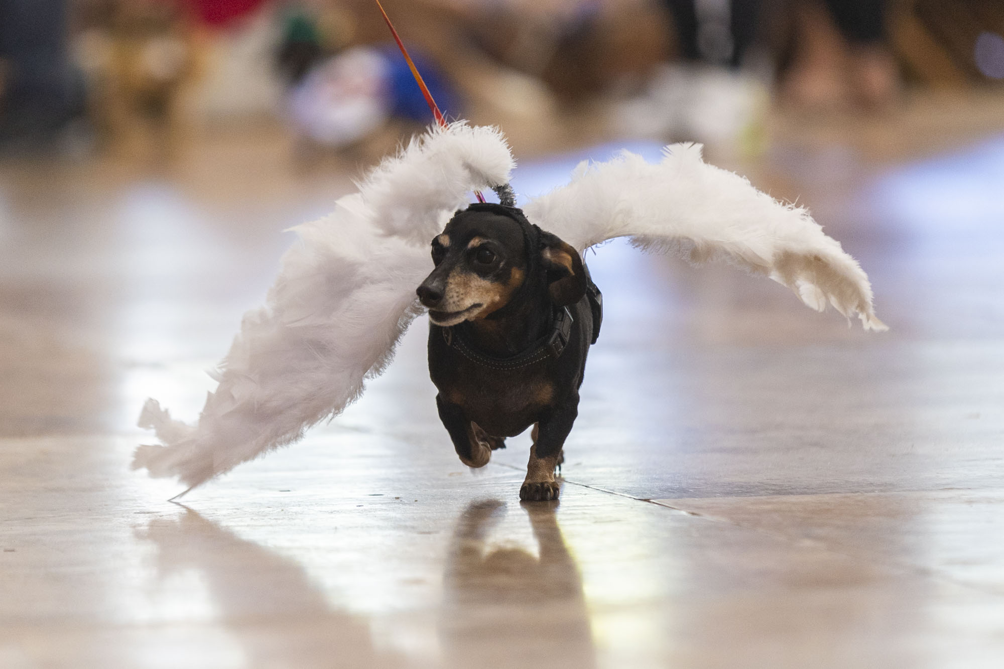 Oktoberfest Wiener Dog Races and Parade of Wieners - mlive.com
