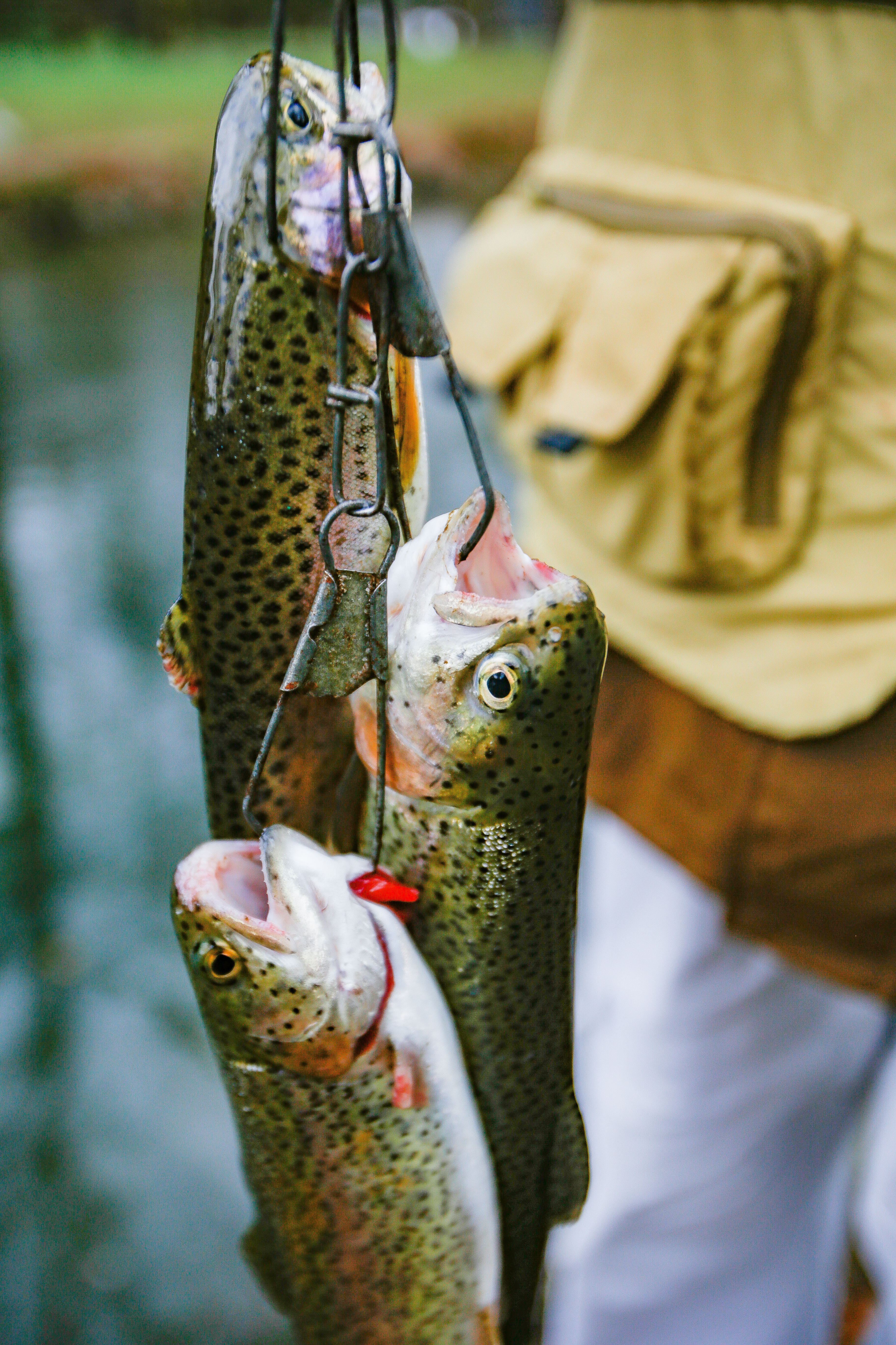 Trout fishing primer: How to get started catching 'em in the