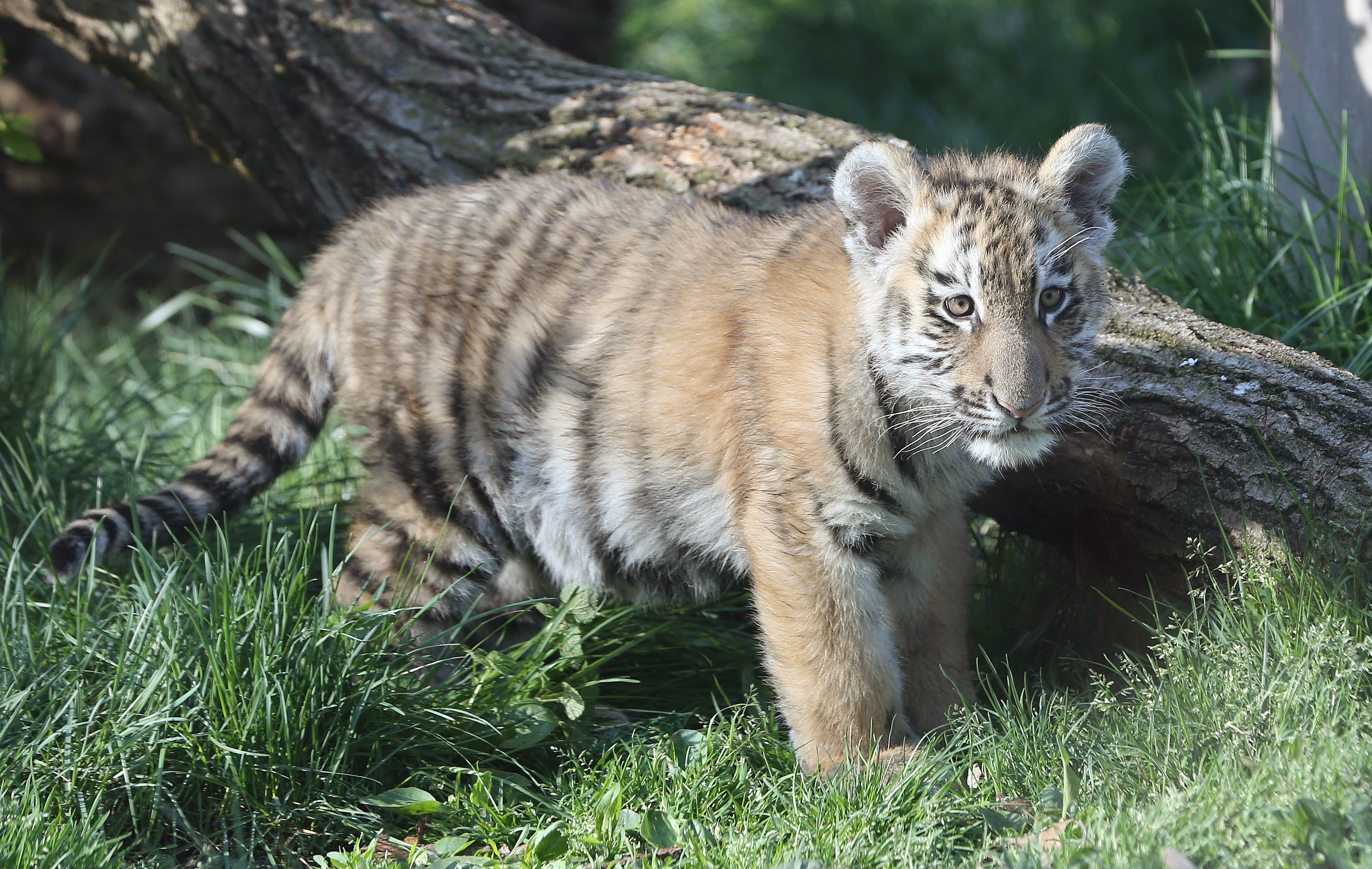 Tulsa Zoo welcomes new Malayan tiger cub