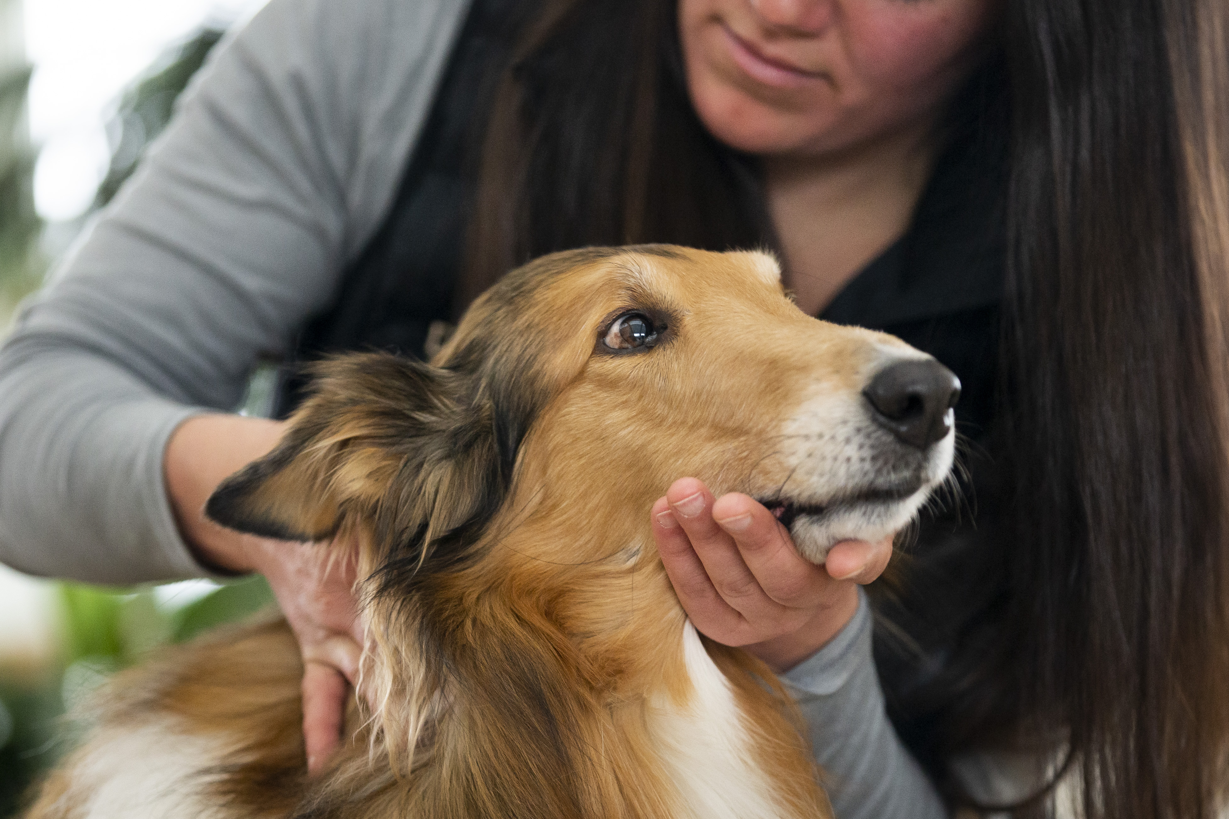 Animal chiropractor finds practice limited by state's veterinary medicine  laws 