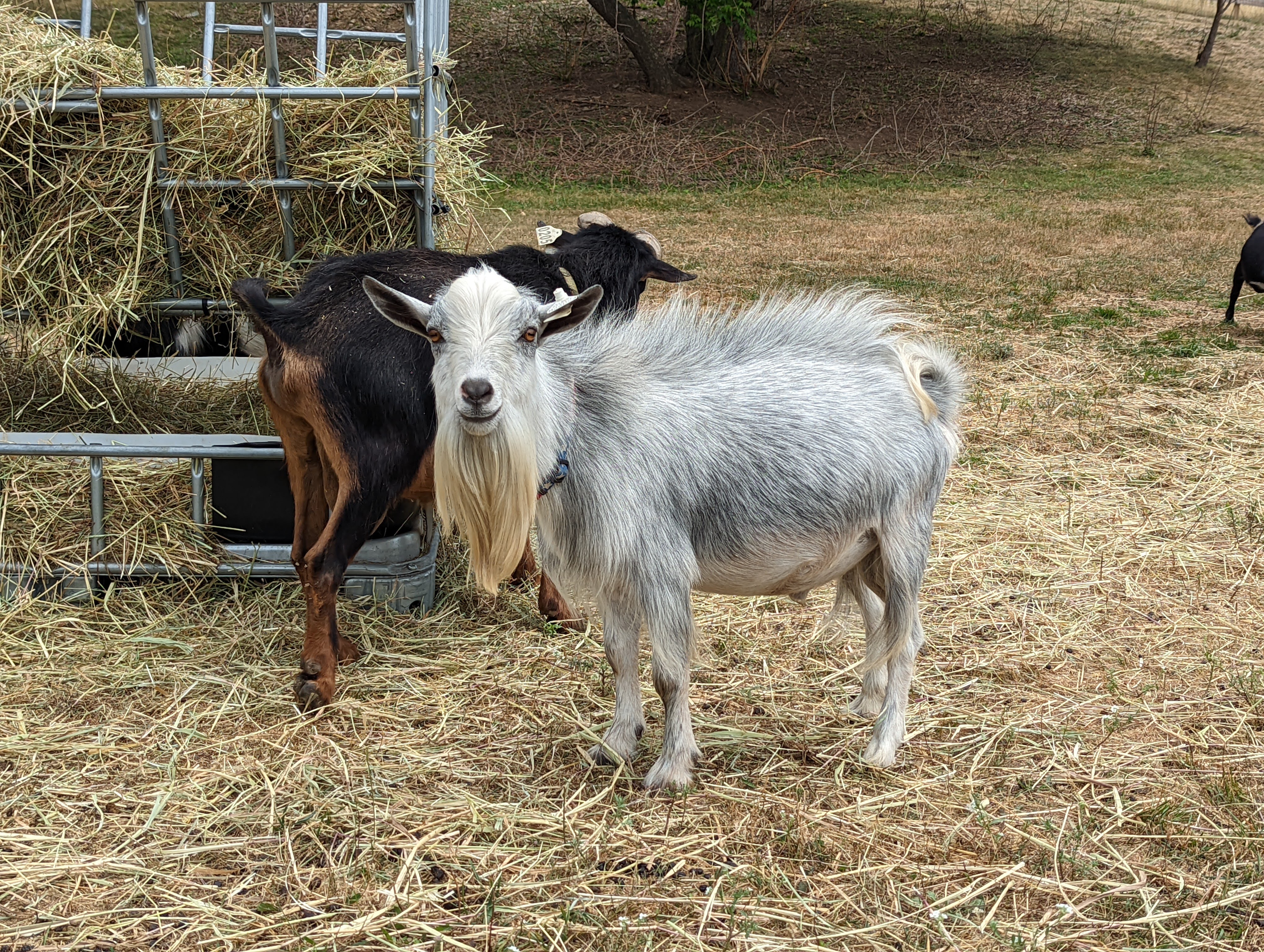 Goat for adoption - ROSANNA, a Goat in Union, MO