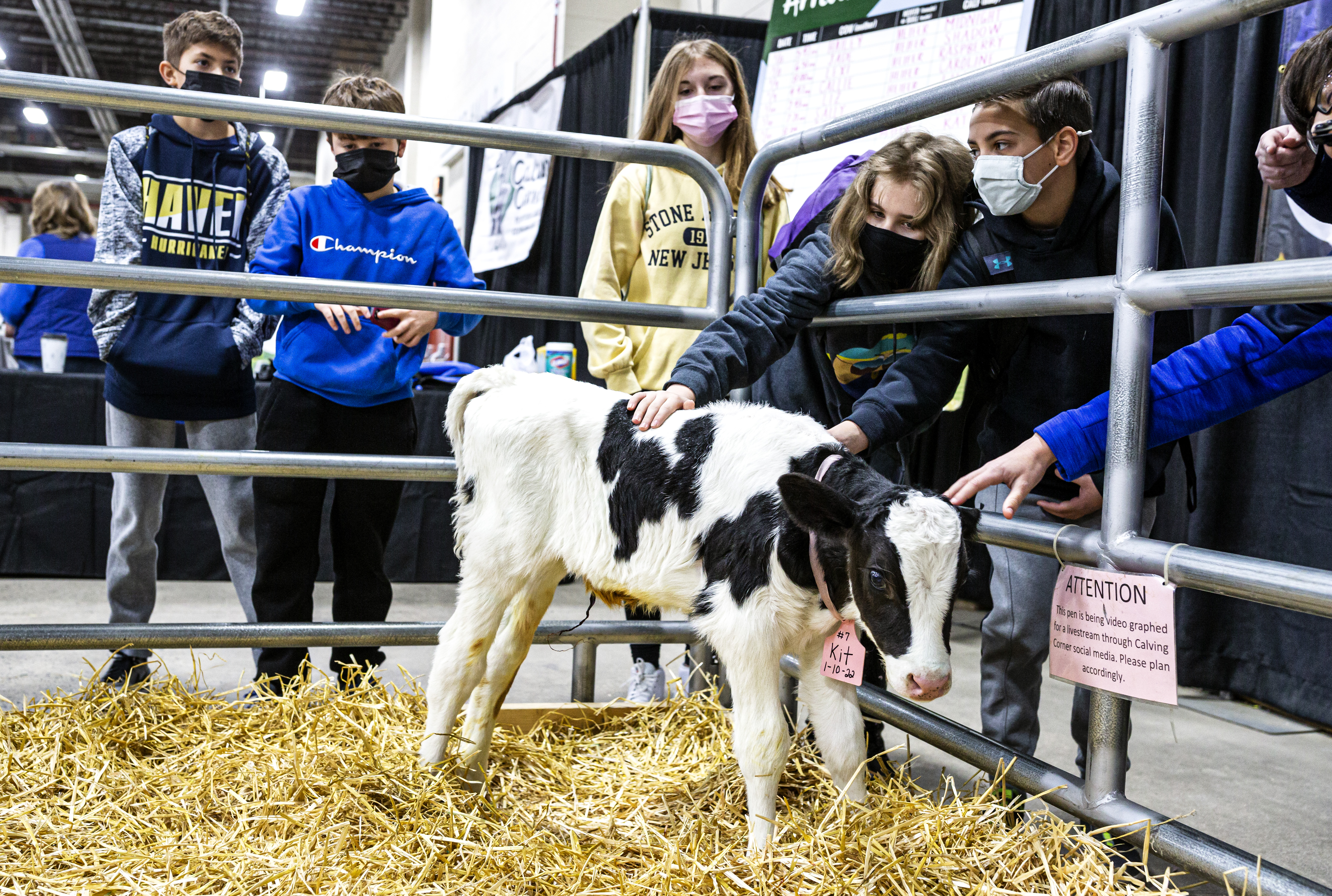 pa farm show animals clipart