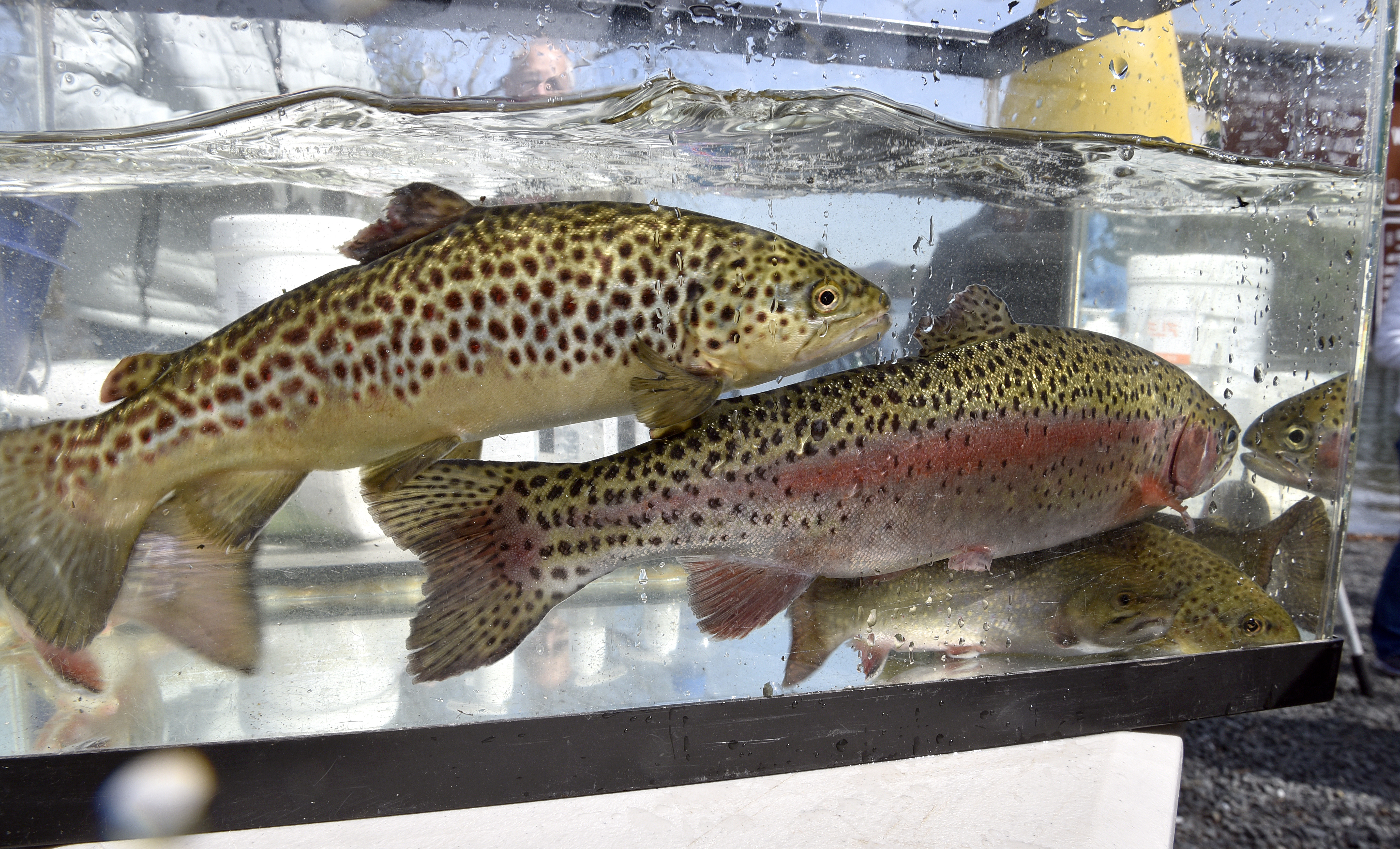 Massachusetts Spring Trout Stocking Is Underway! - On The Water