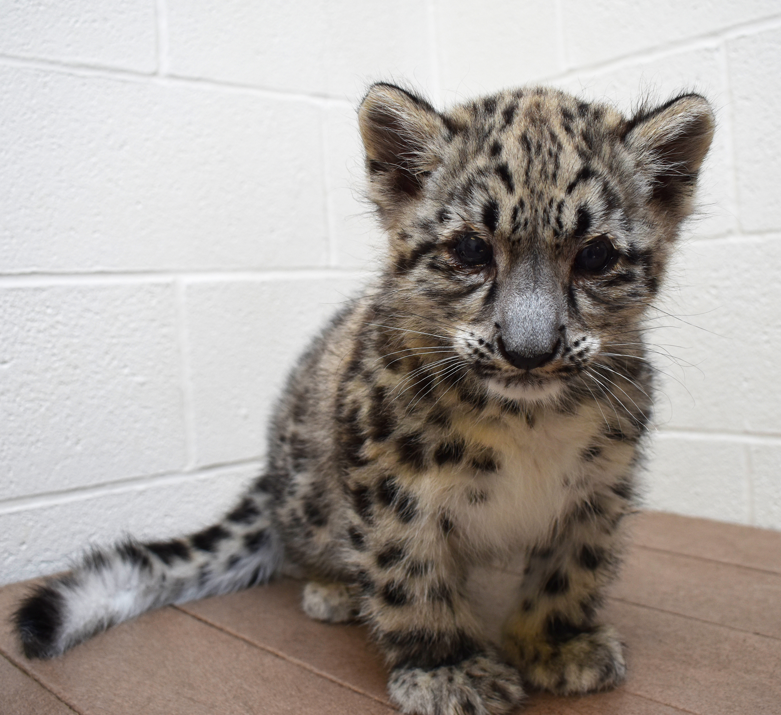 Akron Zoo holds naming contest for snow leopard cub - cleveland.com