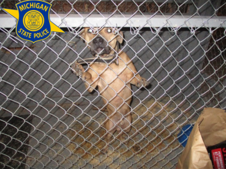 Police discover large dog fighting ring in Flint - mlive.com