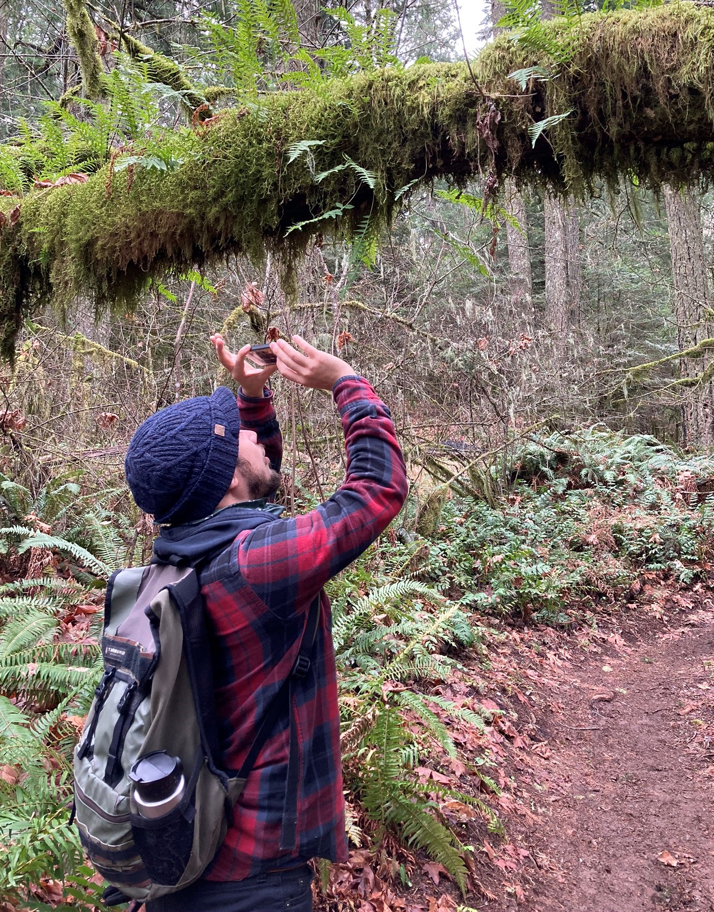 A man wearing a backpack is shown photographing a plant growing on a moss-covered tree above him