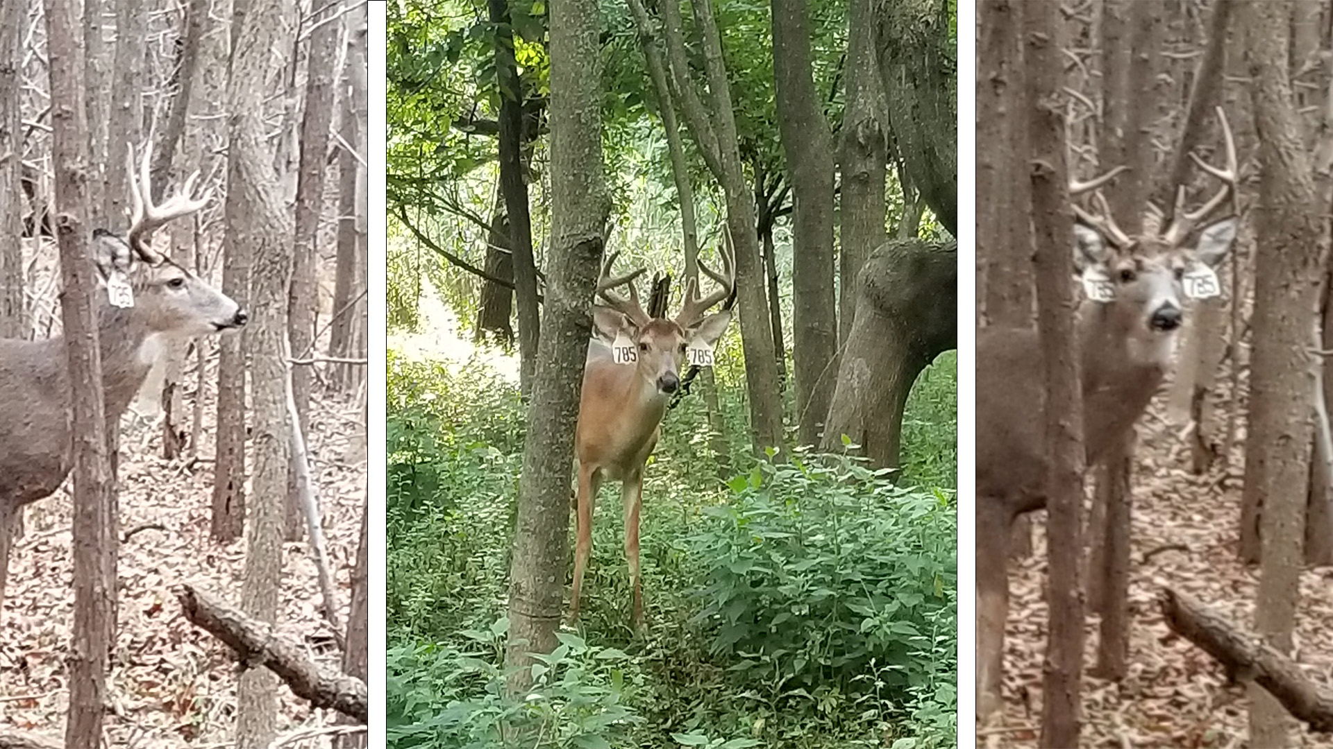 City Proposes Deer Management Plan for Staten Island