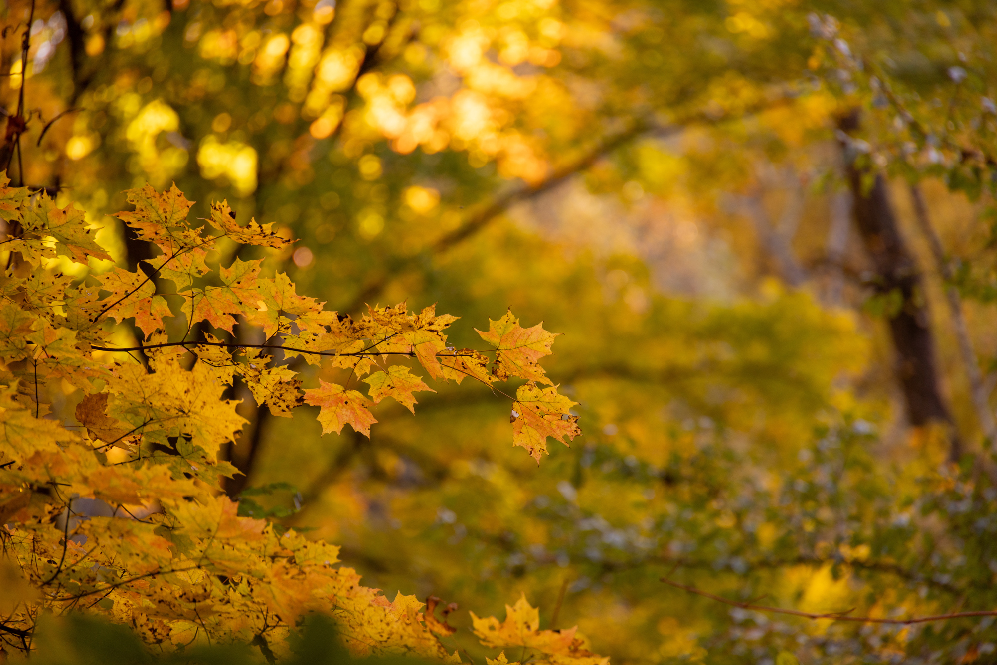 Fall colors in the Cuyahoga Valley National Park 2024 - cleveland.com