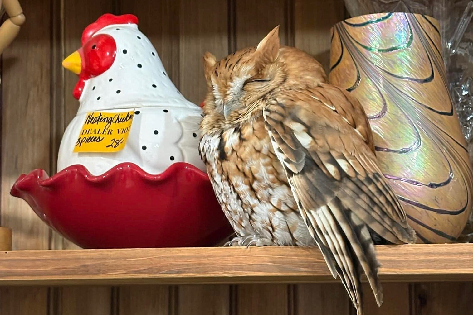 One of these things is not like the other: Owl snoozes on antique