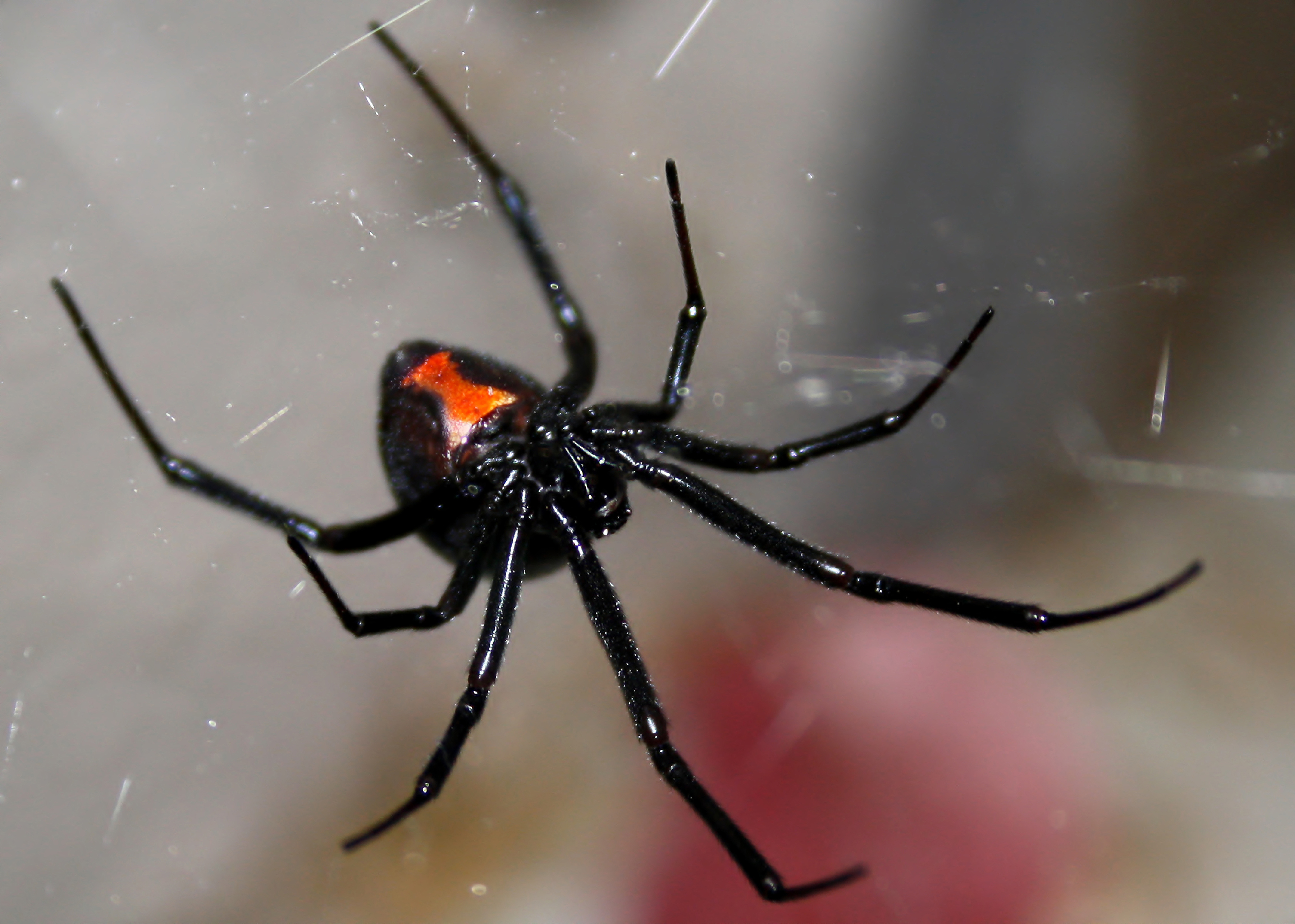Black Widow Spider Web Leggings - GearDen