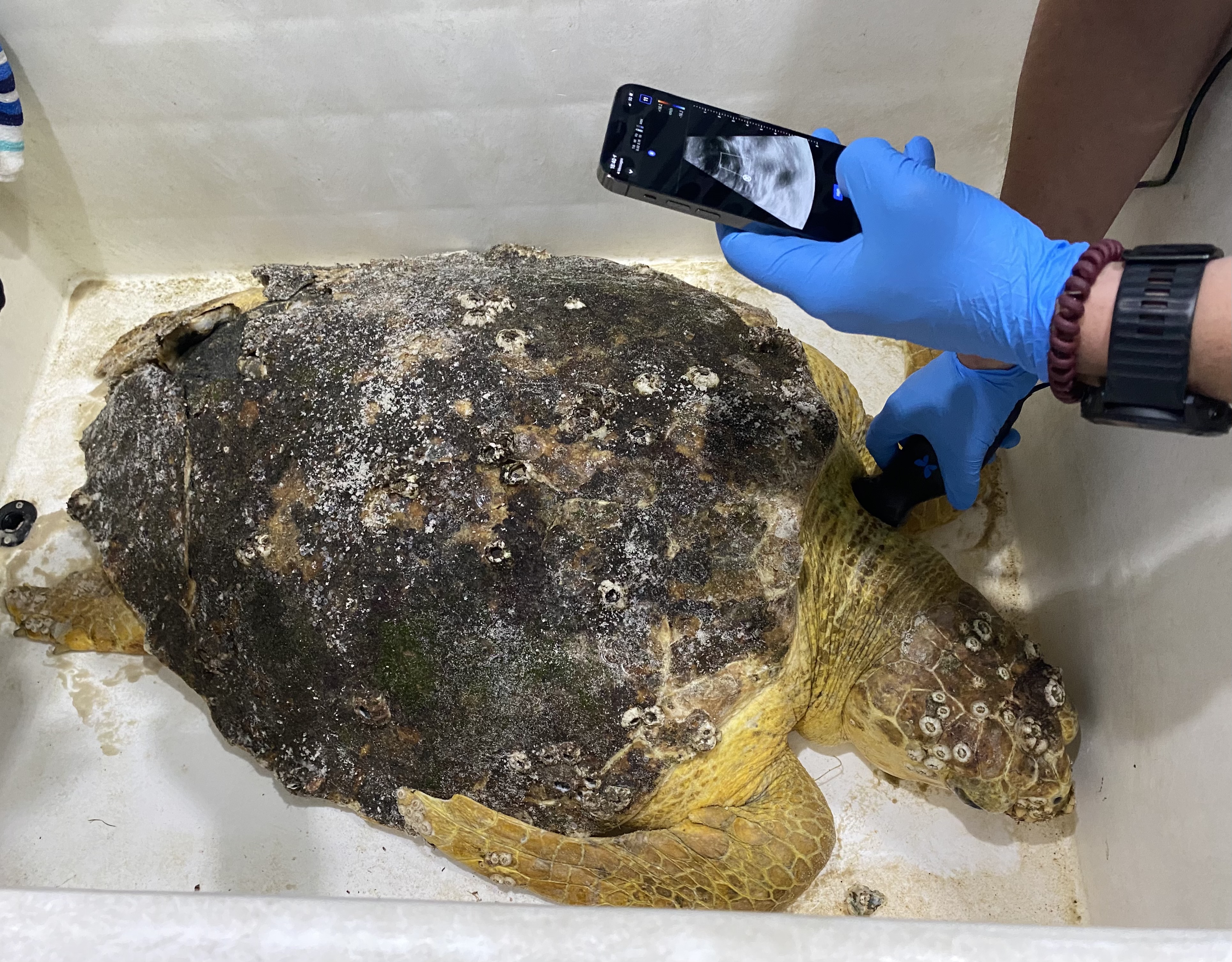 Injured Sea Turtle Gets Cleaned With A Tooth Brush by Stocksy Contributor  Akela - From Alp To Alp - Stocksy