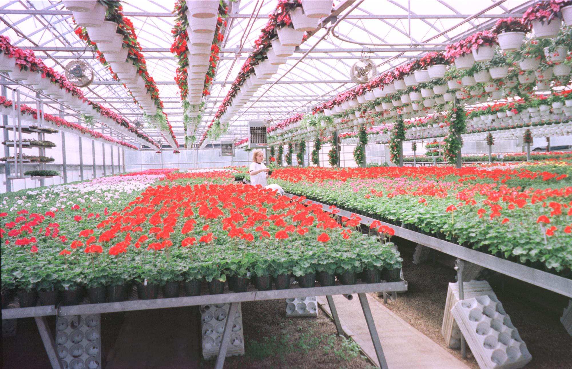Schram's Greenhouse