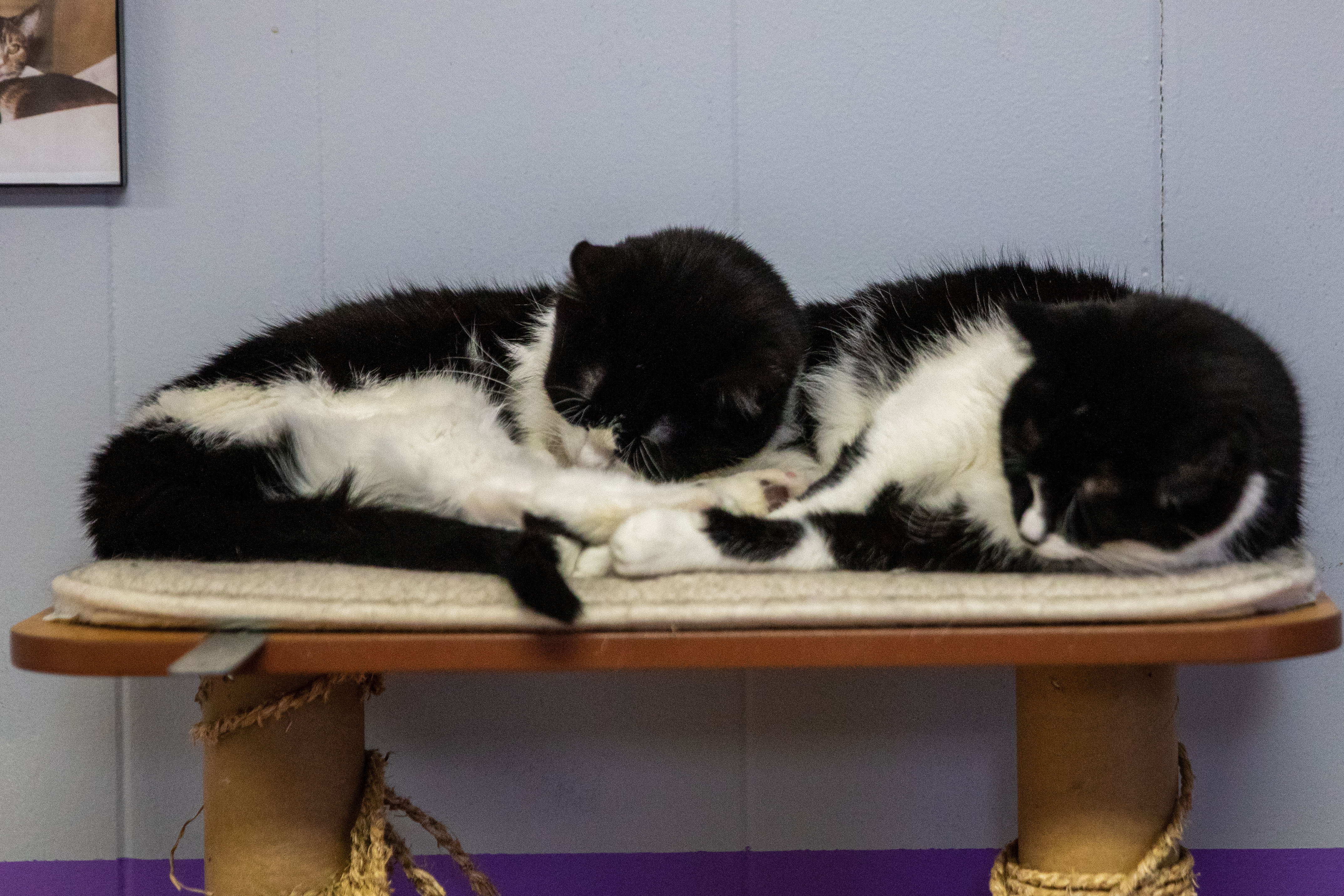 Vermont cat cafe owner destroys her own store to save kittens 