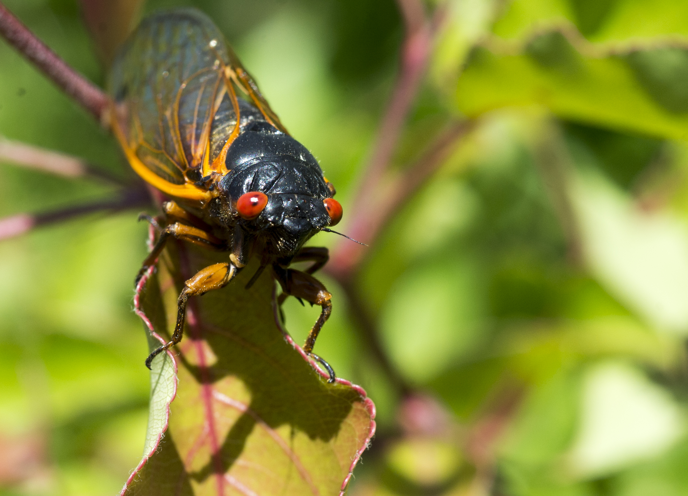 The Cicadas Are Coming What The Rise Of Brood X Means For N J Nj Com