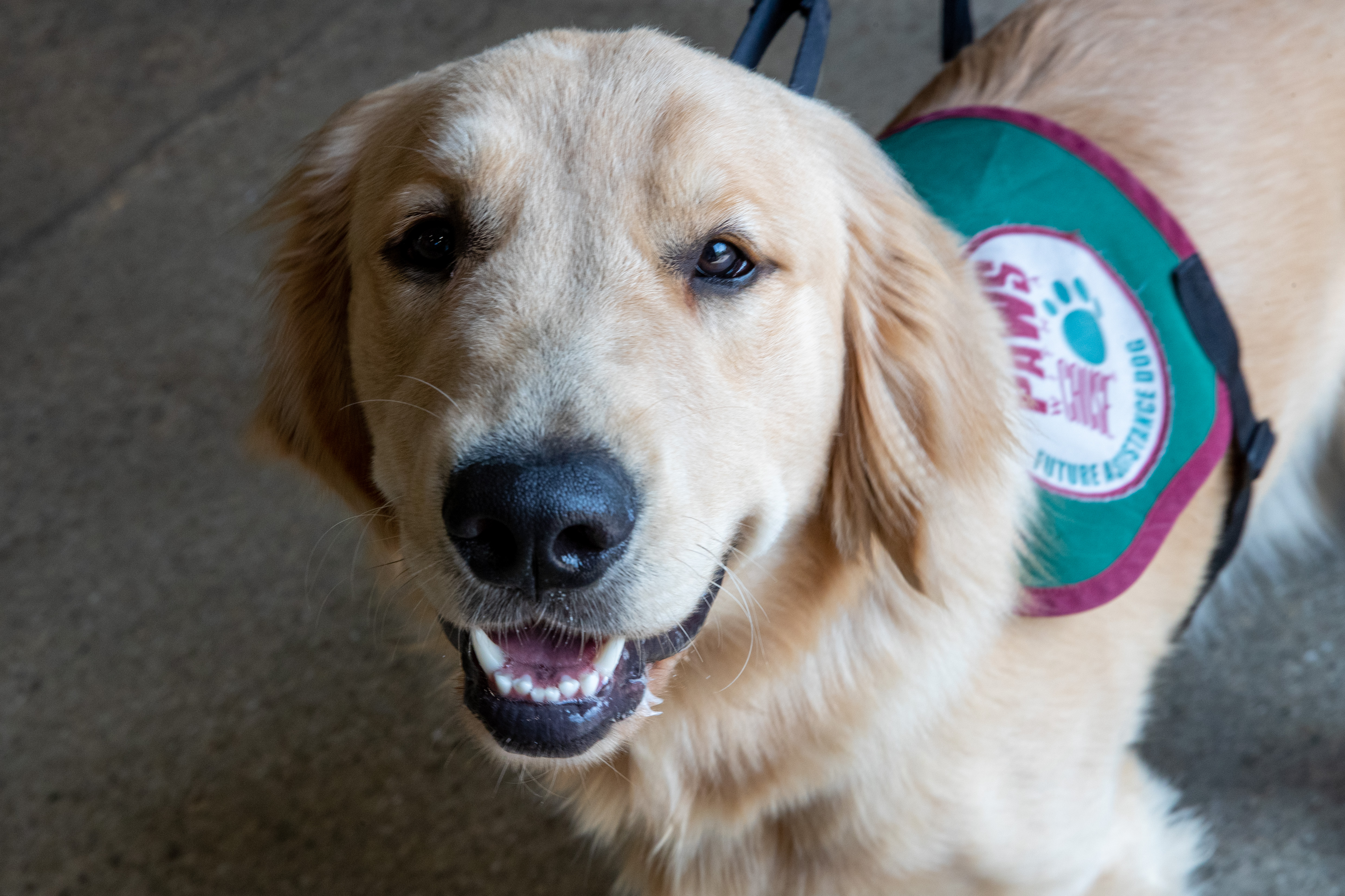 Ems Paws Paws With A Cause puppies train with paramedics - mlive.com