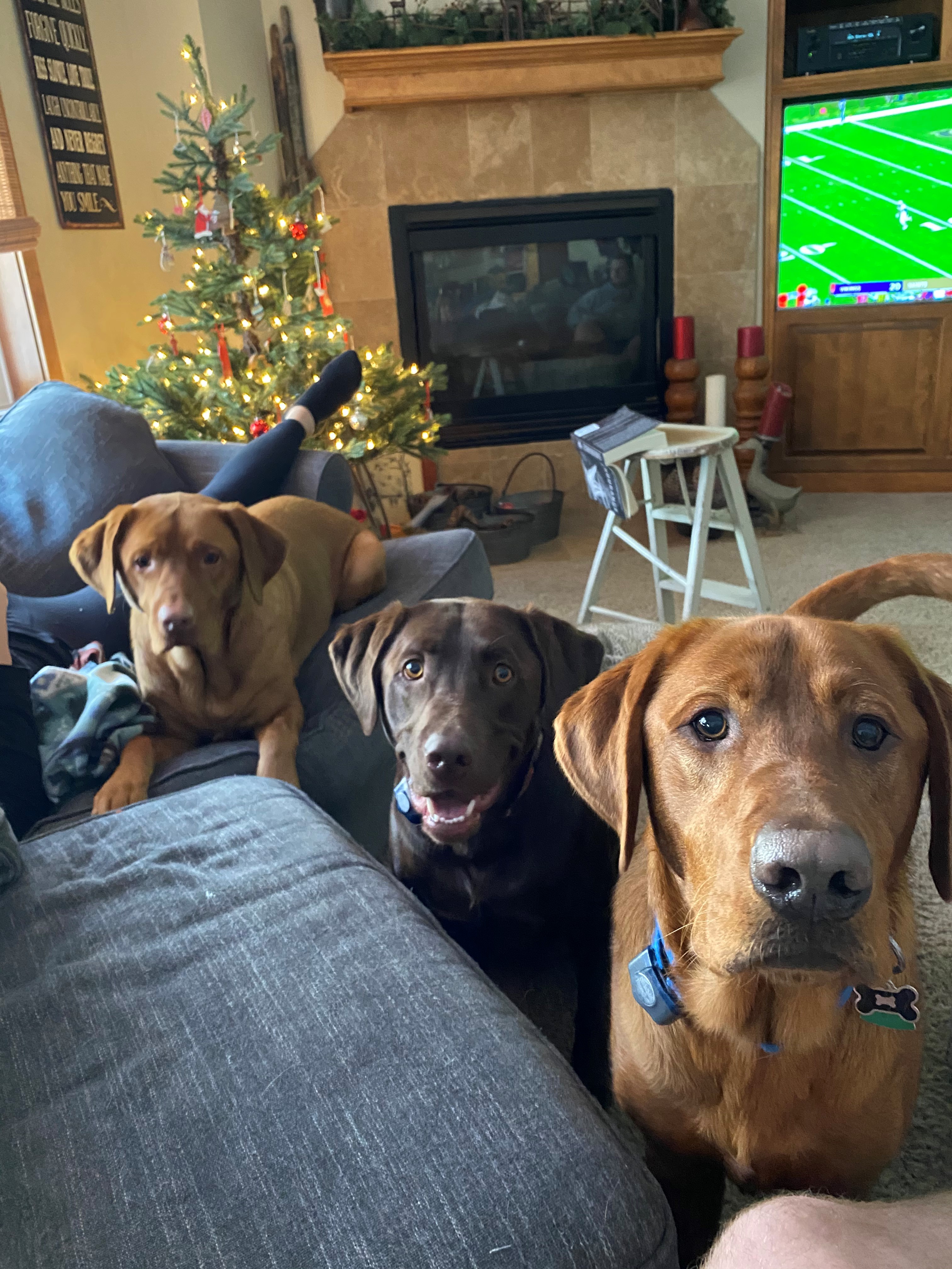 Detroit Lions players and their dogs 